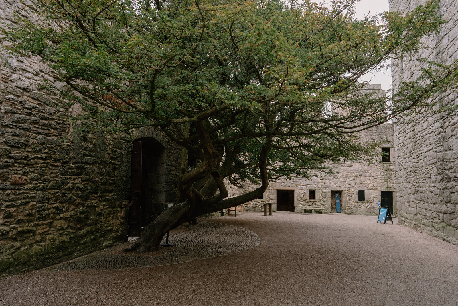 A broad tree spreads across a castle courtyard framed by stone walls and battlements.