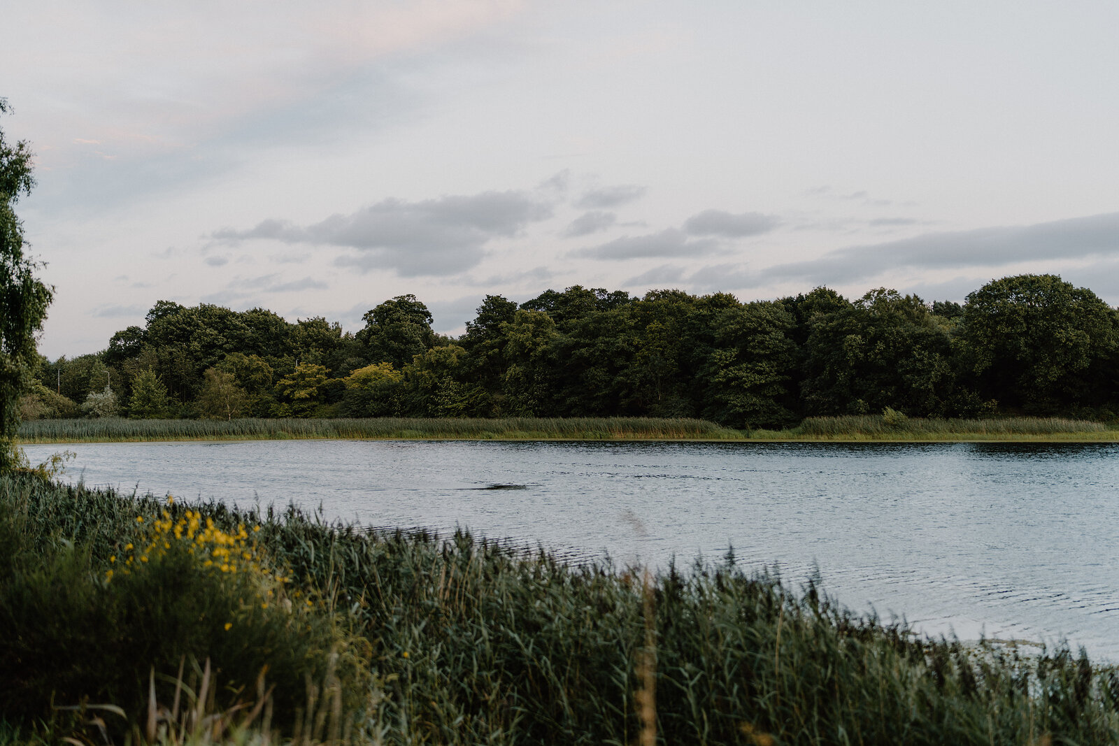 Reeds line the shore of a still tree-fringed loch.