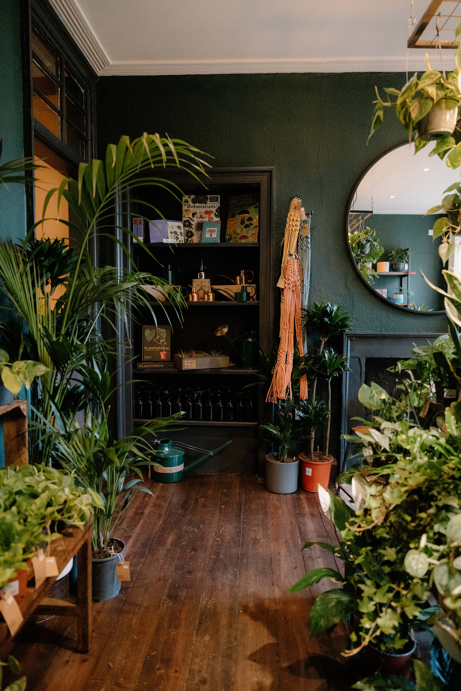 Dark green walls hold shelving and hanging plants in a leafy corner of grow urban, a round mirror on the wall.
