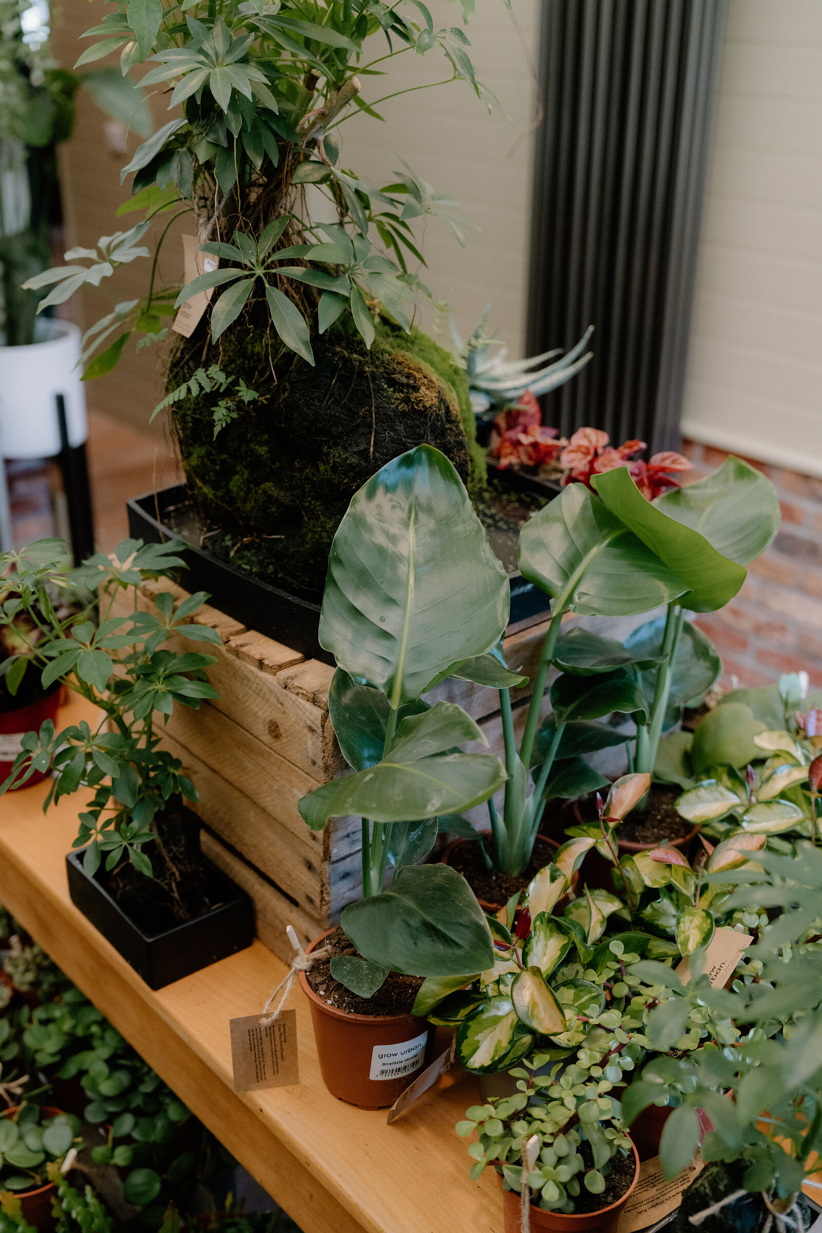 Potted plants including a kokedama moss ball crowd a wooden crate on a shelf at grow urban.