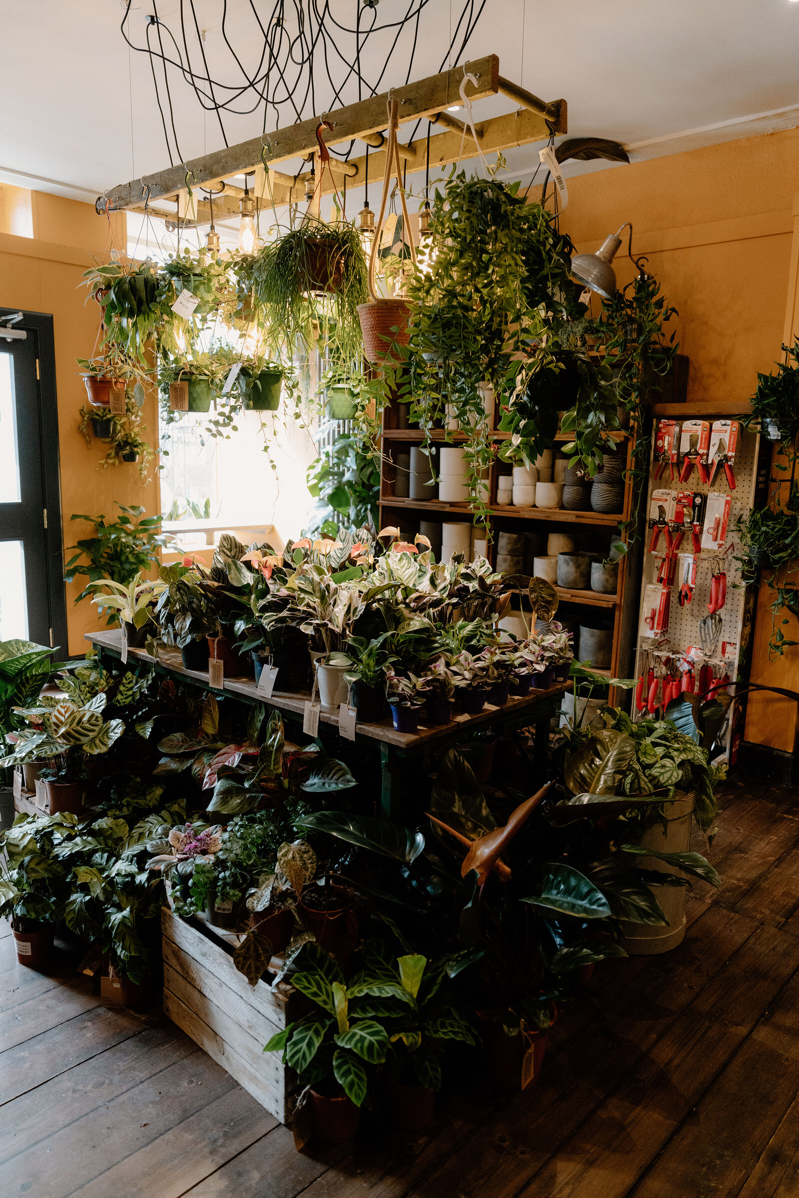 Hanging plants trail from a rack above shelves of pots and gardening gloves at grow urban.