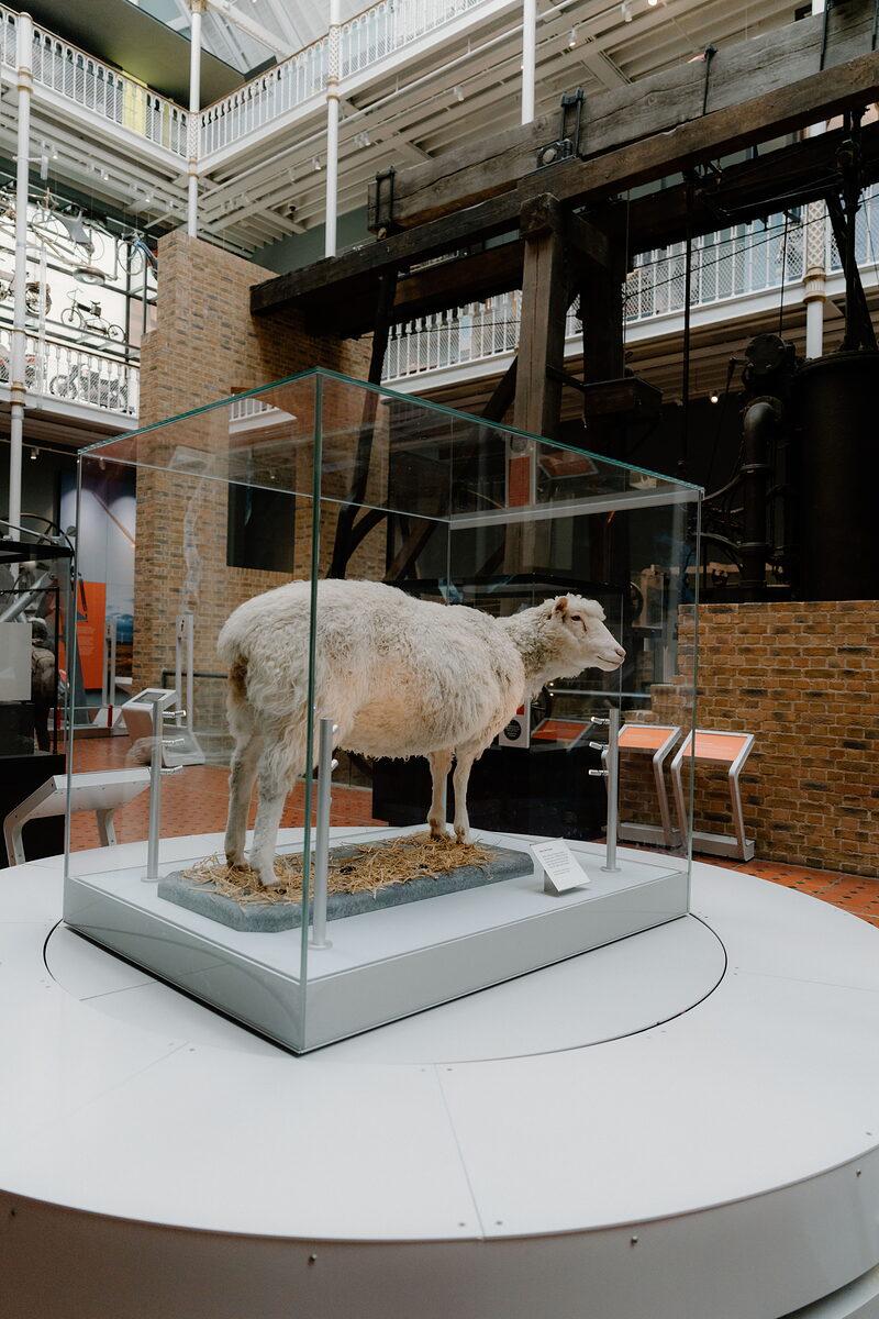 Dolly the Sheep