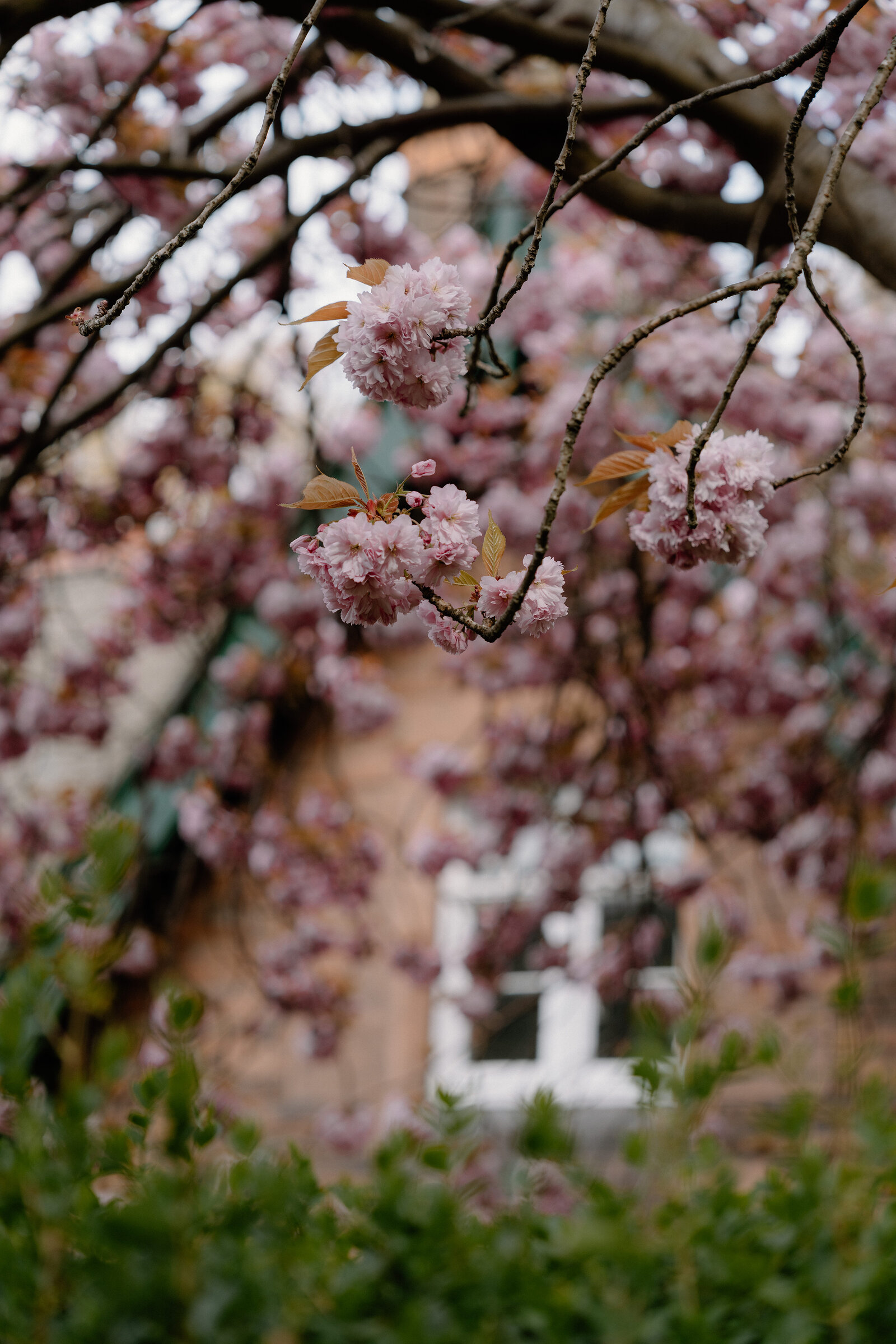 Pink blossom branches hang before a sandstone building with a white-framed window.