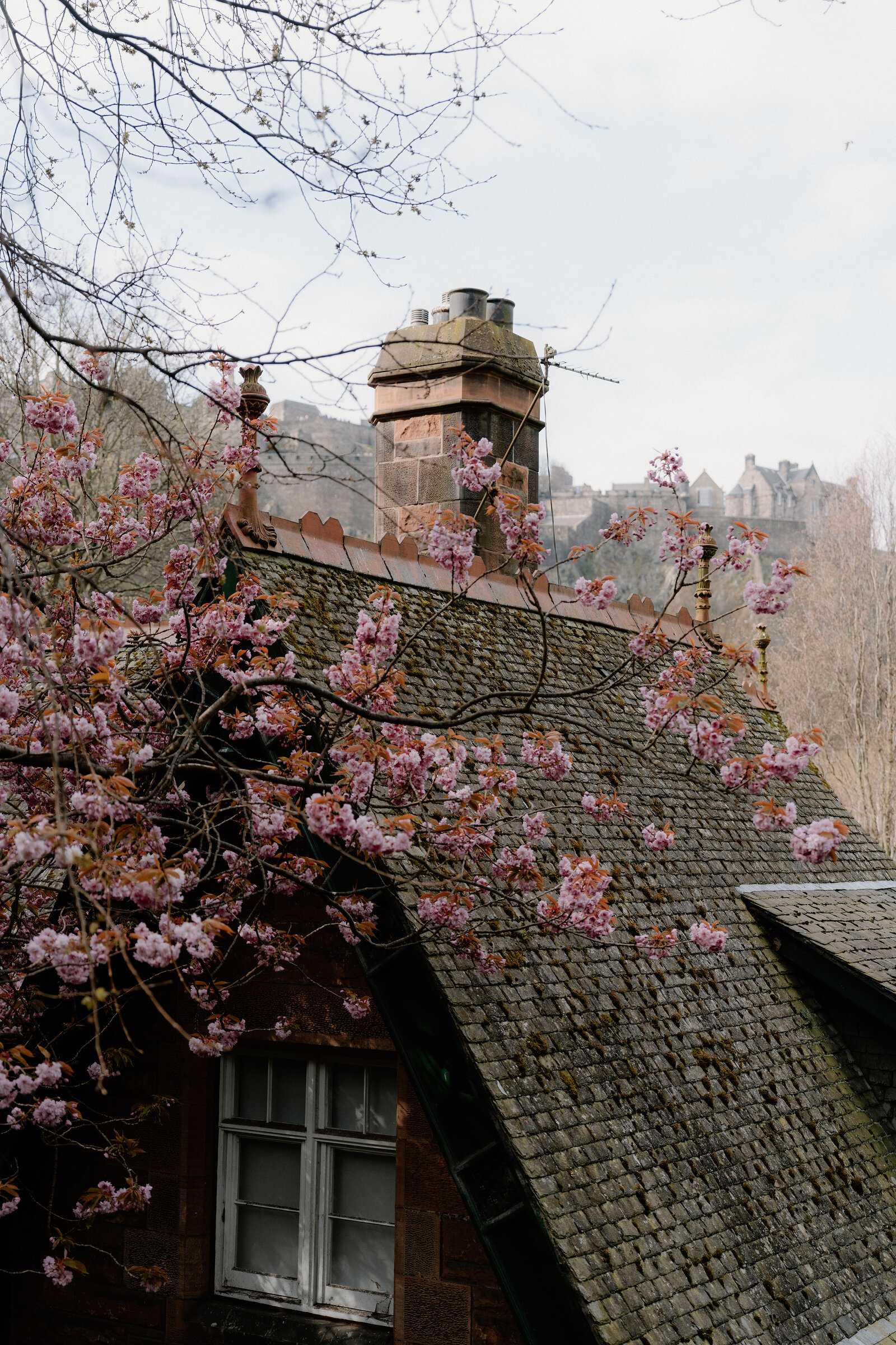 Pink blossom drapes a mossy roof and chimney with Edinburgh Castle visible on the skyline behind.