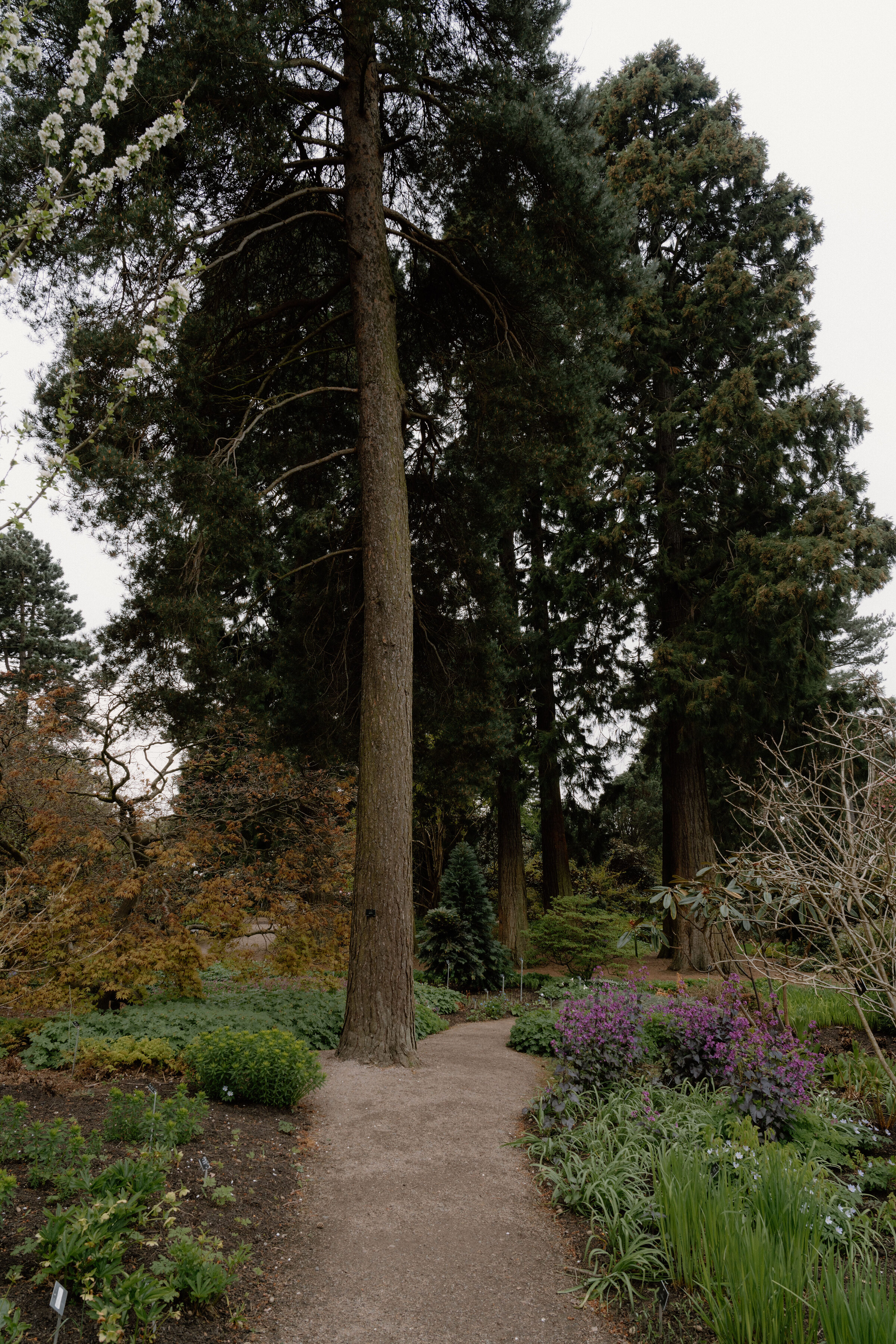 A gravel path through tall conifers and flowering shrubs at the Royal Botanic Garden Edinburgh