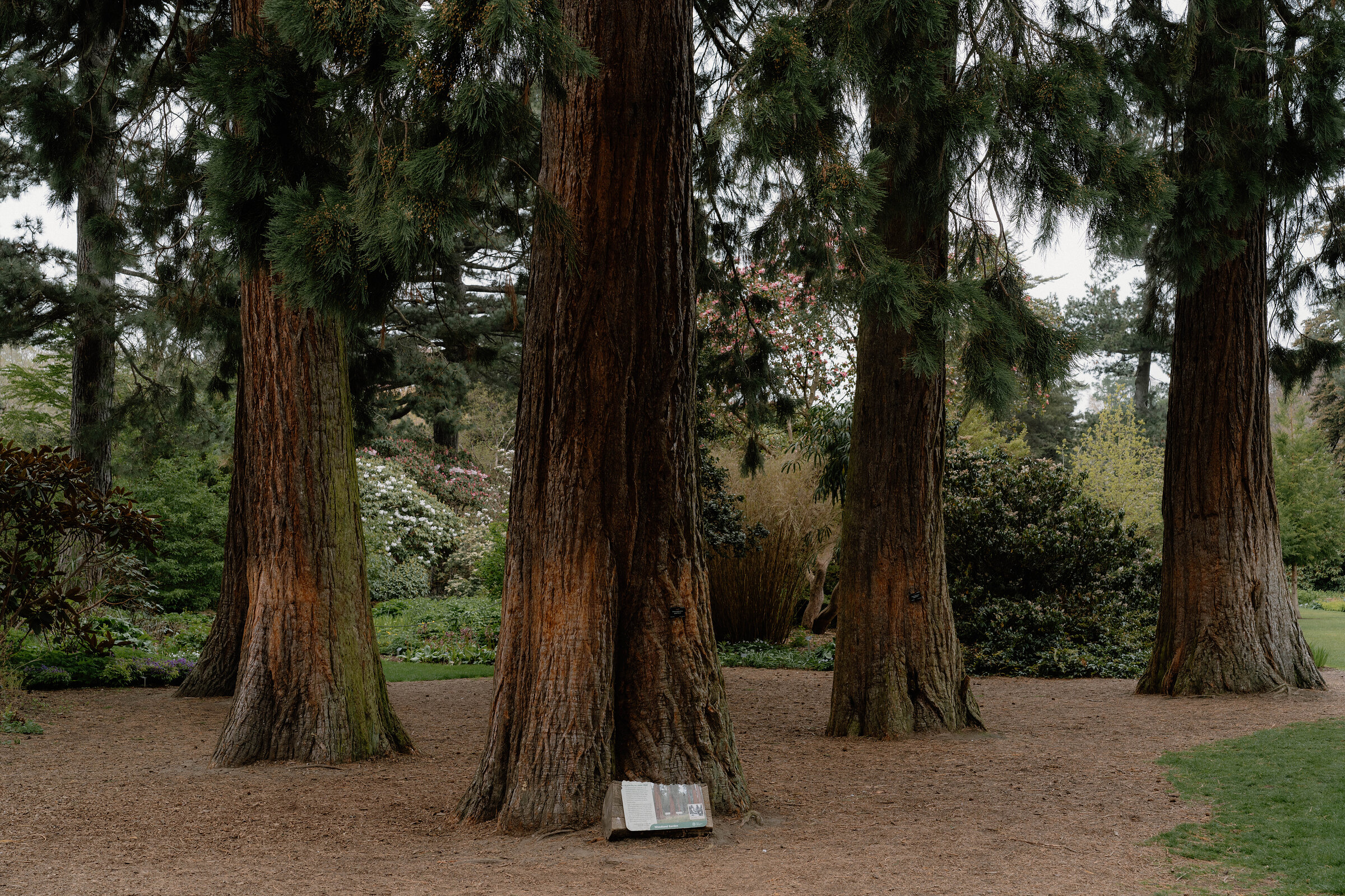 A ring of giant sequoias at the Royal Botanic Garden Edinburgh, an information plaque set among their roots