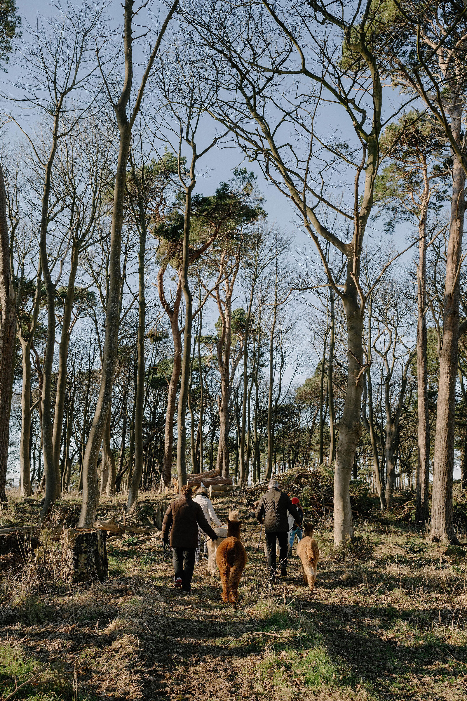 Two people lead alpacas along a woodland path, bare winter trees overhead.