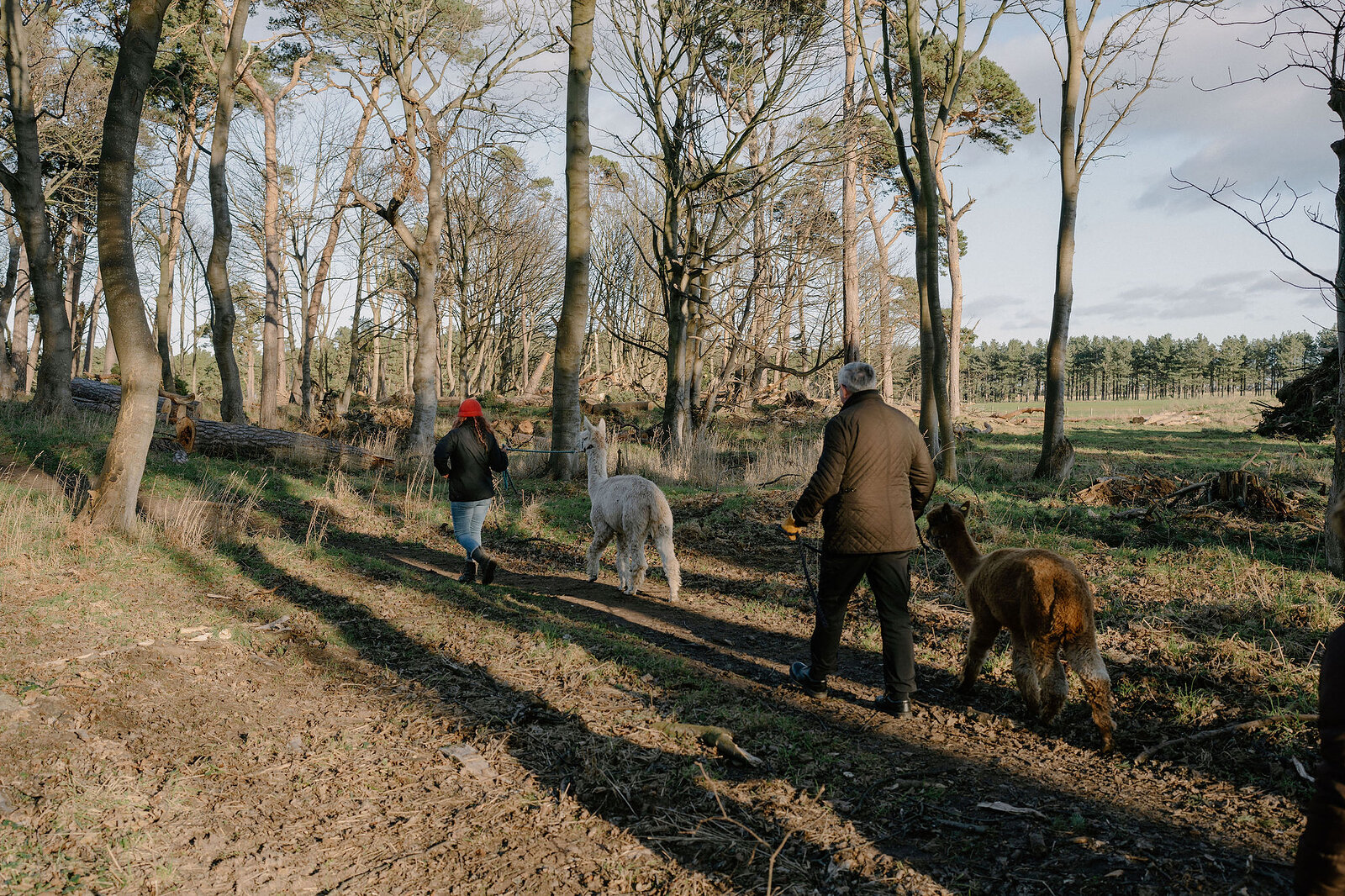 Two people lead alpacas along a woodland path, bare winter trees overhead.