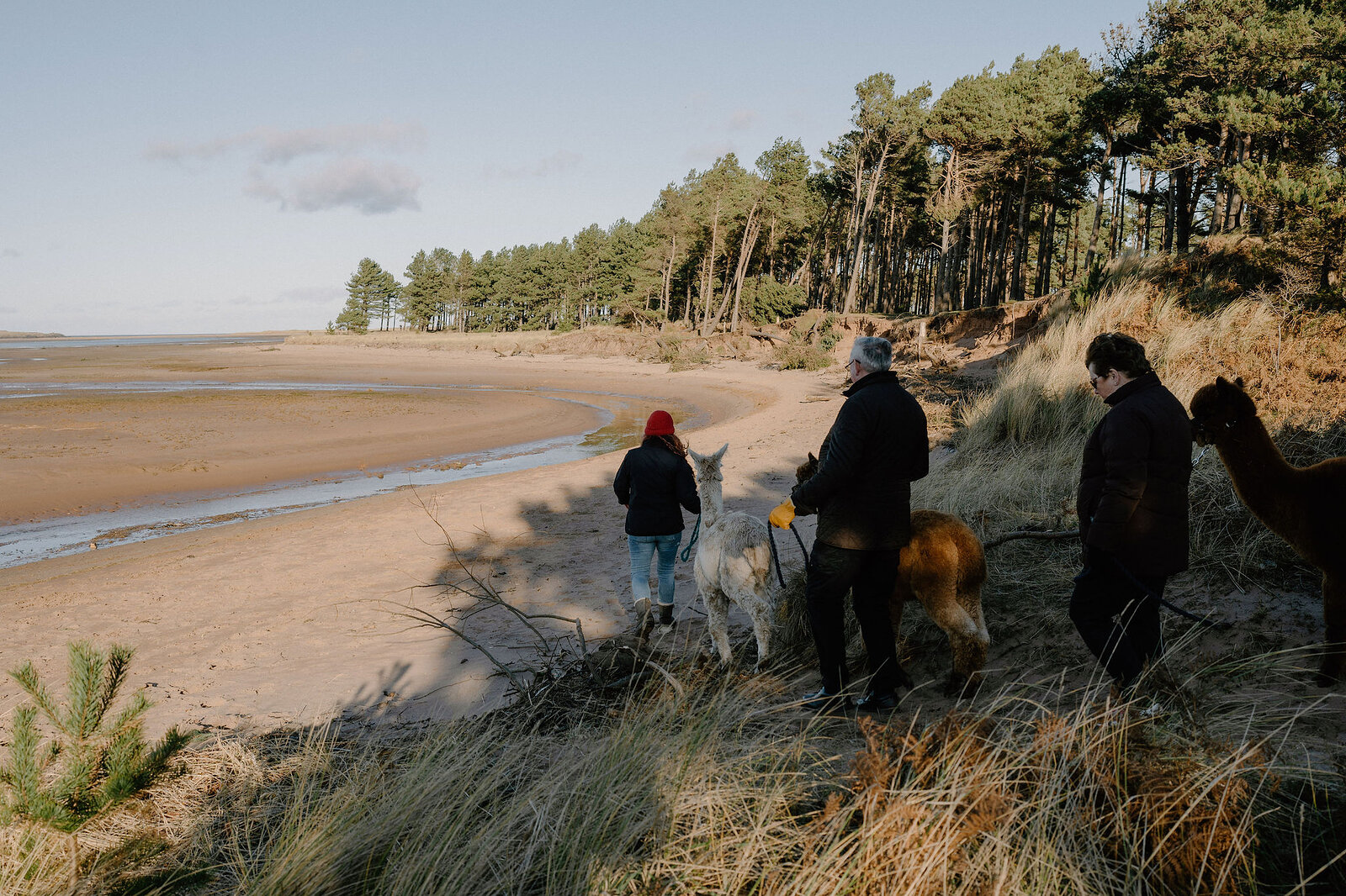 A group leads alpacas along a sandy beach backed by pine trees.