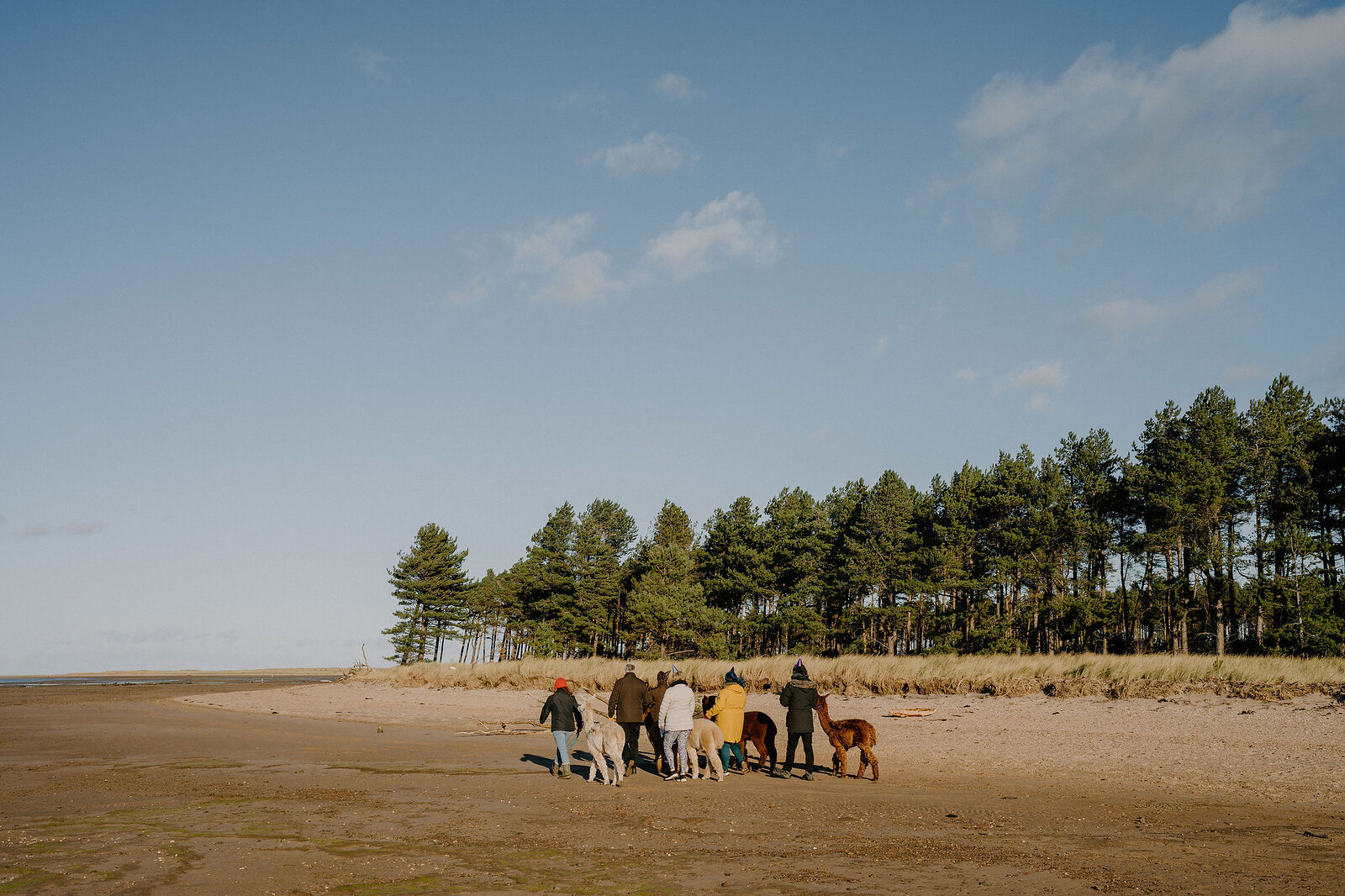 A group leads alpacas along a sandy beach backed by pine trees.
