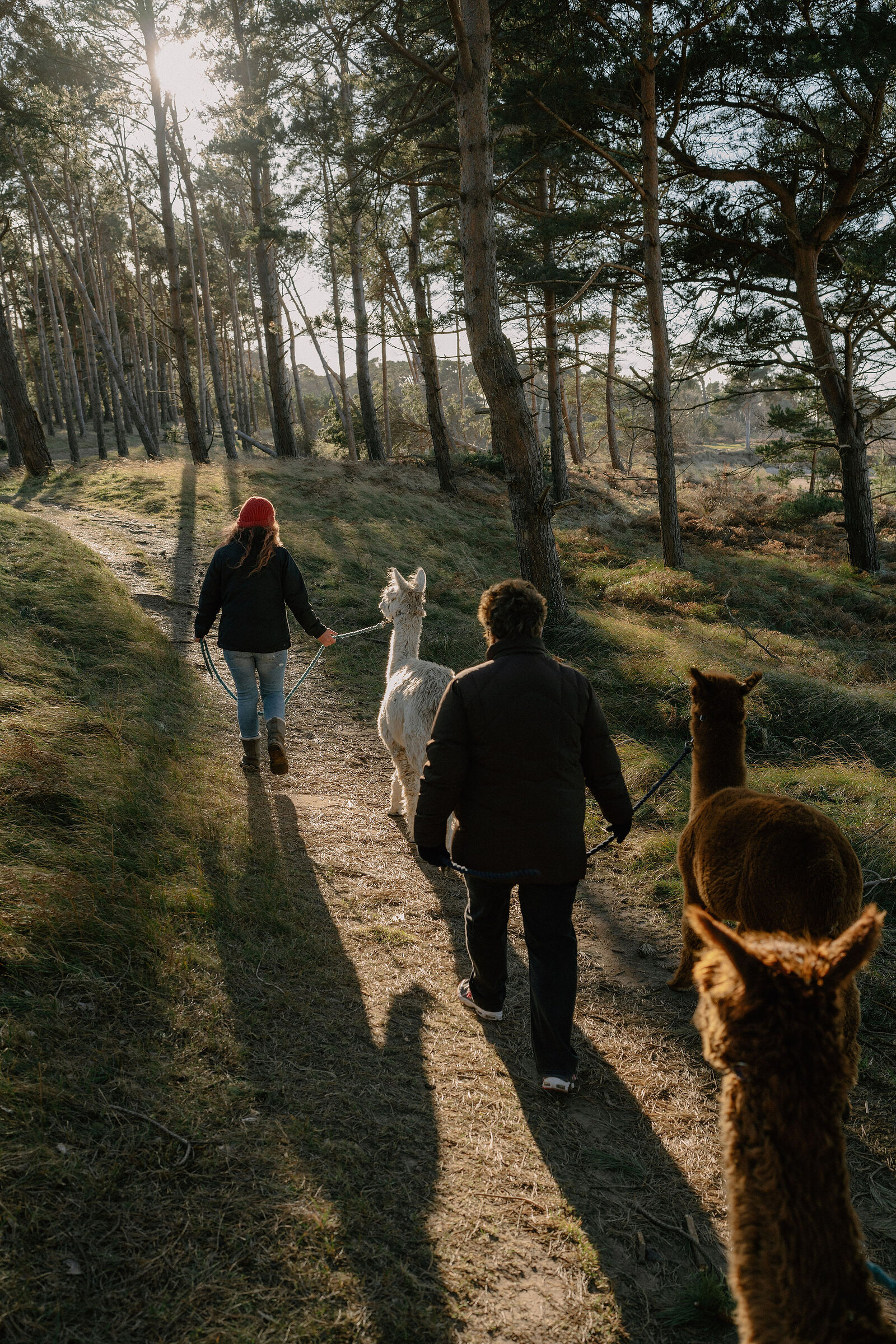 A group leads alpacas along a sunlit woodland path.