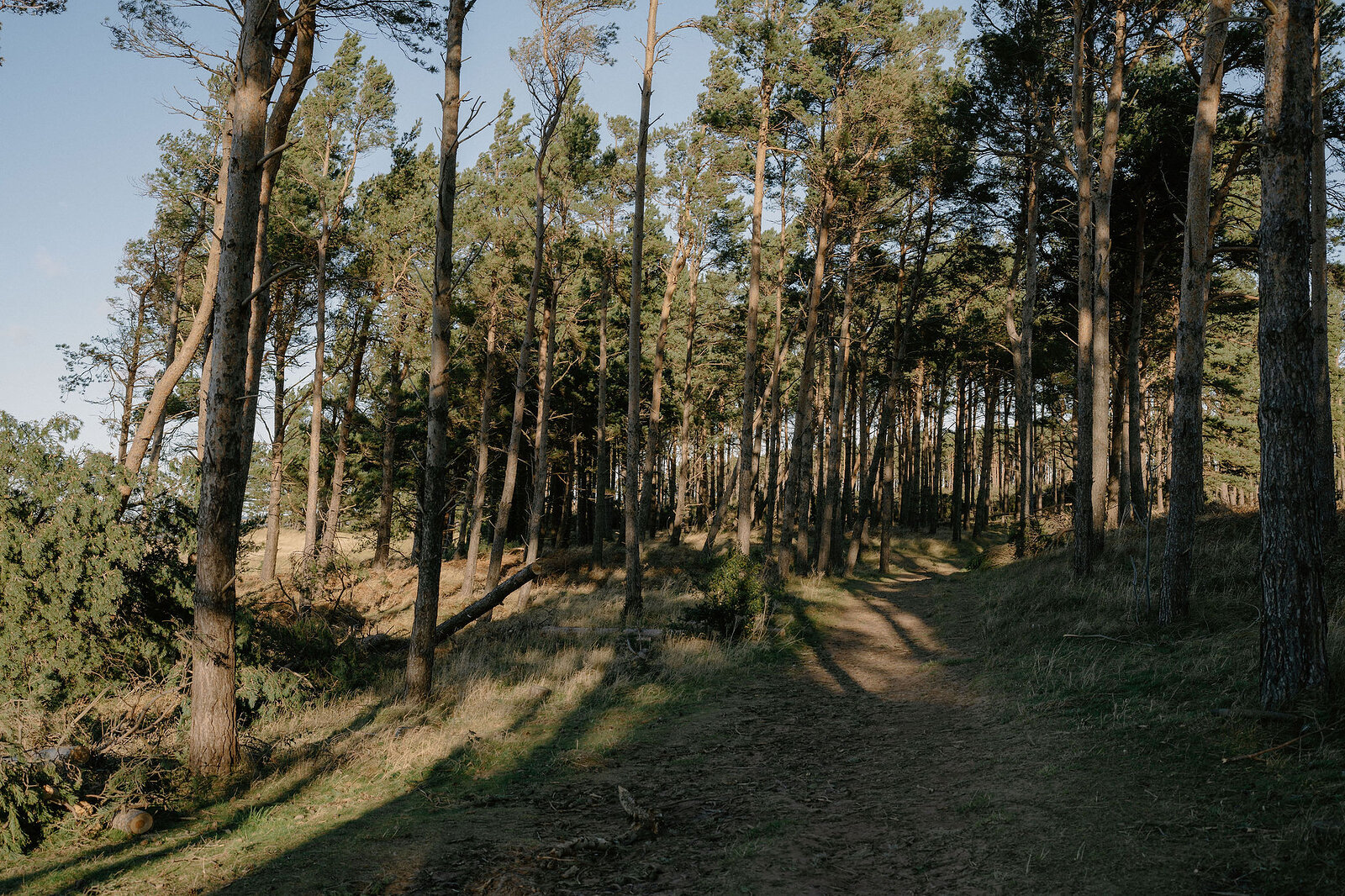 Sunlight filters through a pine forest path.