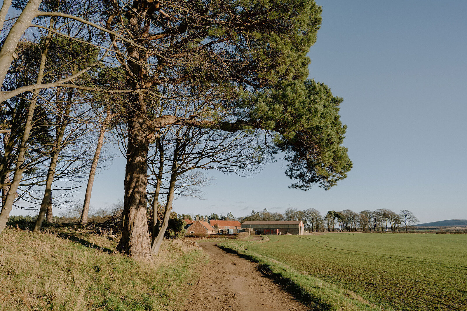 A gravel path leads past pine trees toward farm buildings on open farmland.