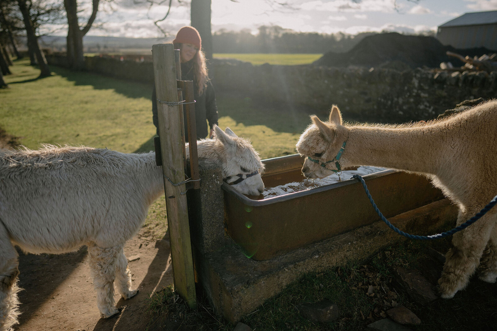 A woman helps two alpacas drink from a metal trough in a sunlit field.