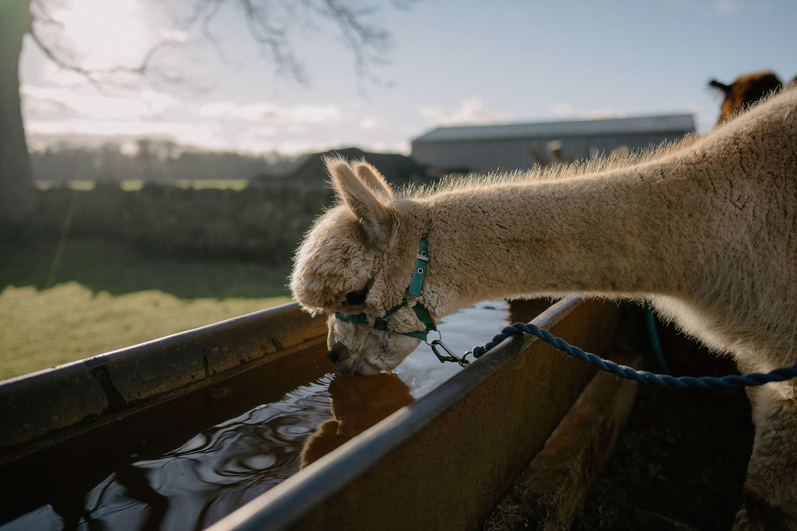 An alpaca drinks from a metal trough in a sunlit field.