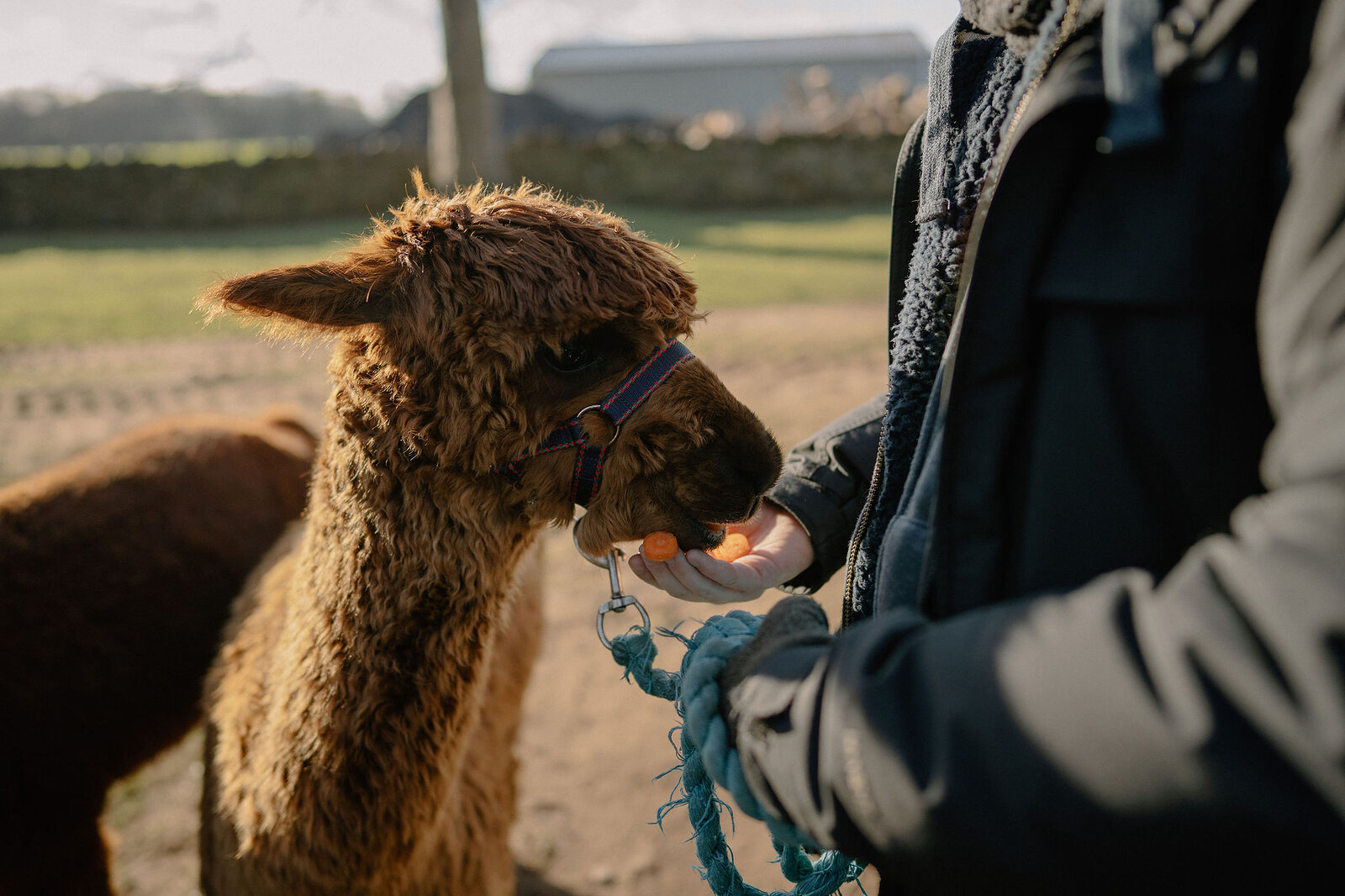A person feeds an alpaca by hand in a farm paddock.