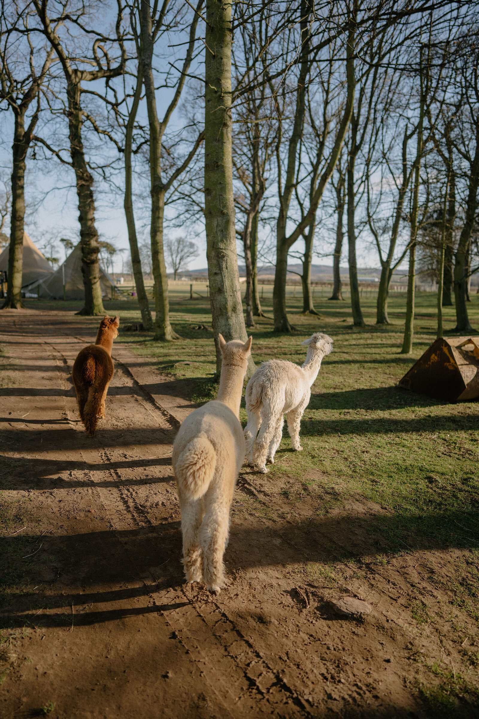 Three alpacas walk away along a dirt path through a wooded paddock.