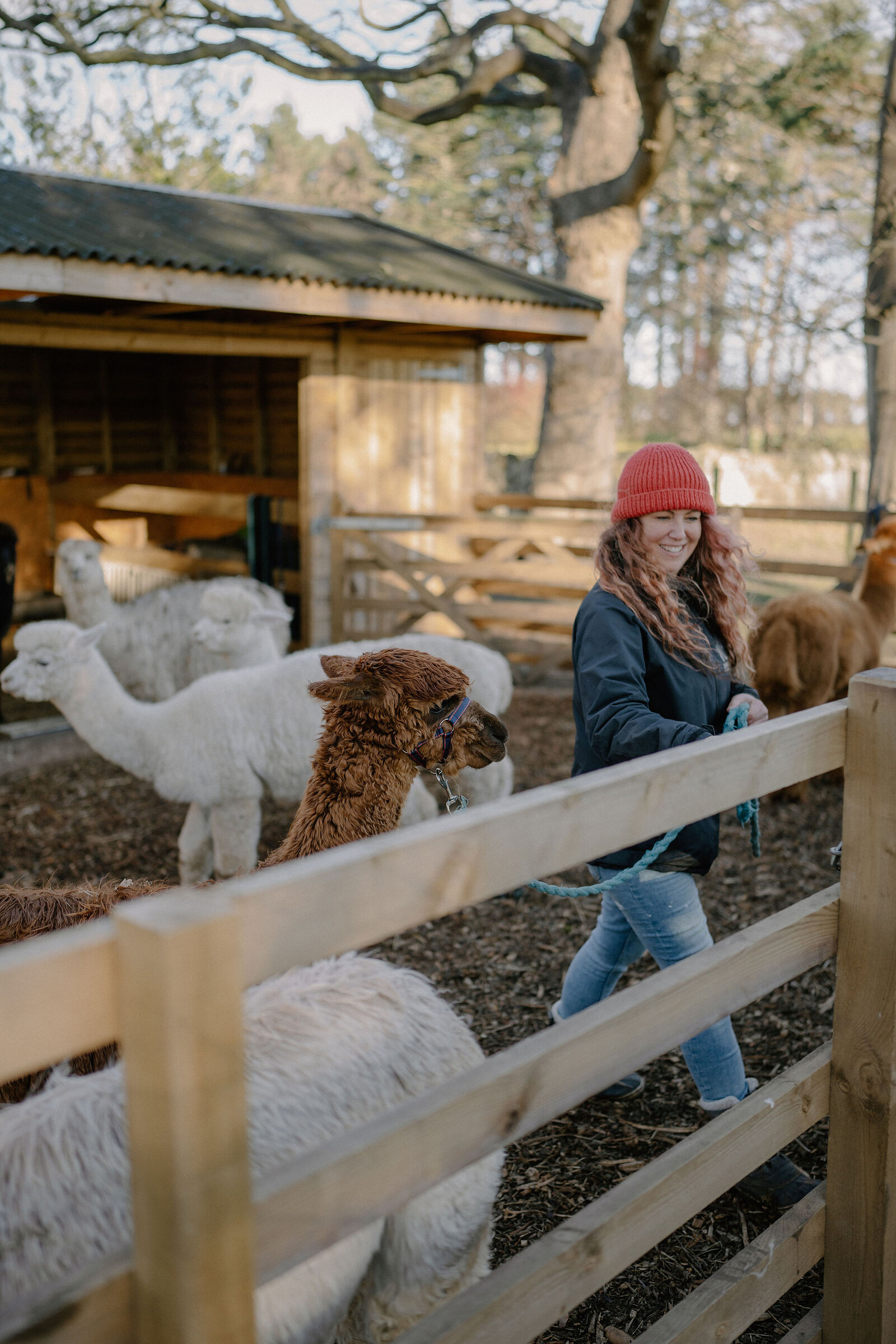 A smiling woman in a red hat stands among alpacas inside a wooden shelter's paddock.