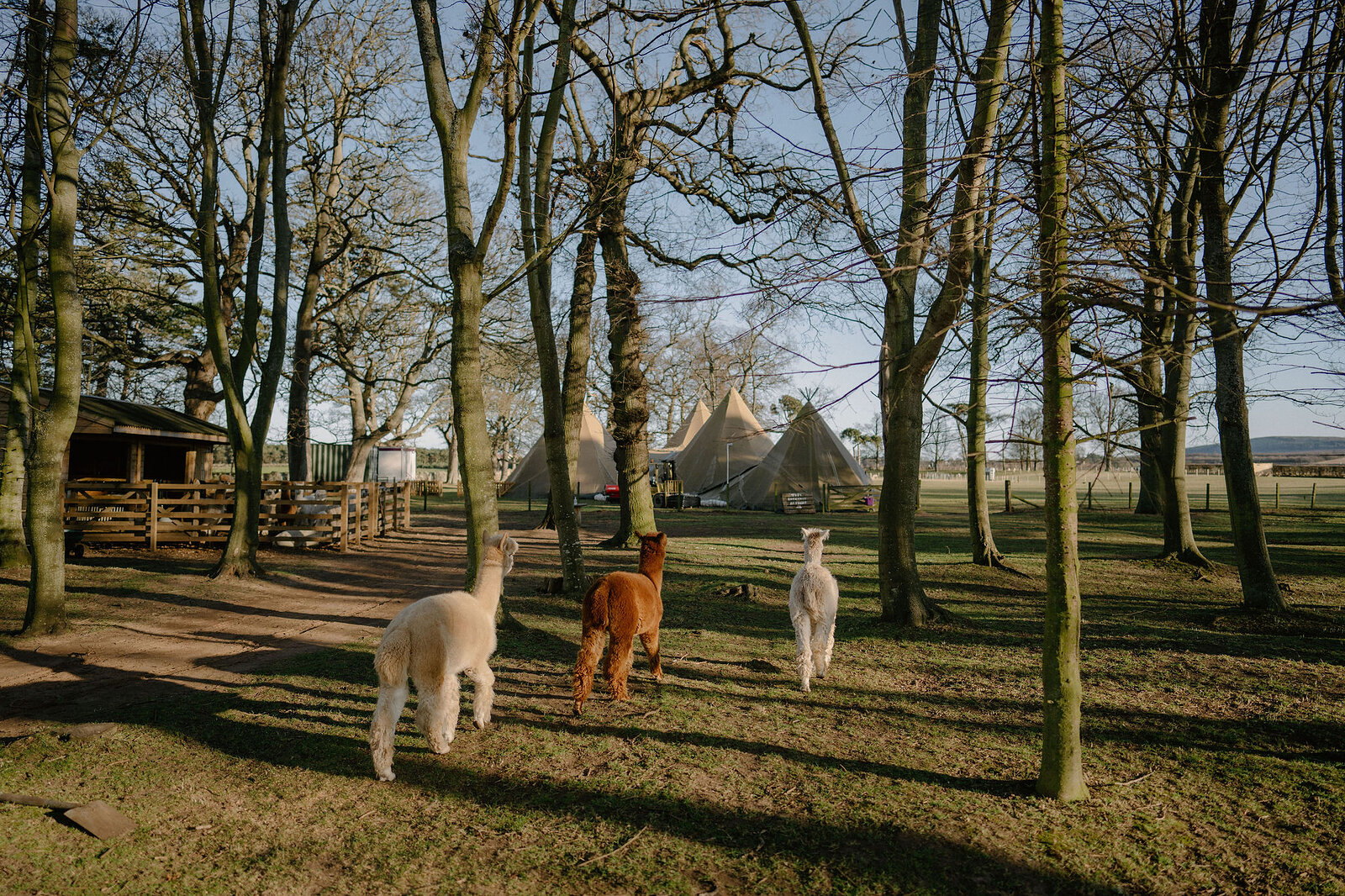 Alpacas walk among bare trees near a cluster of canvas tipis.
