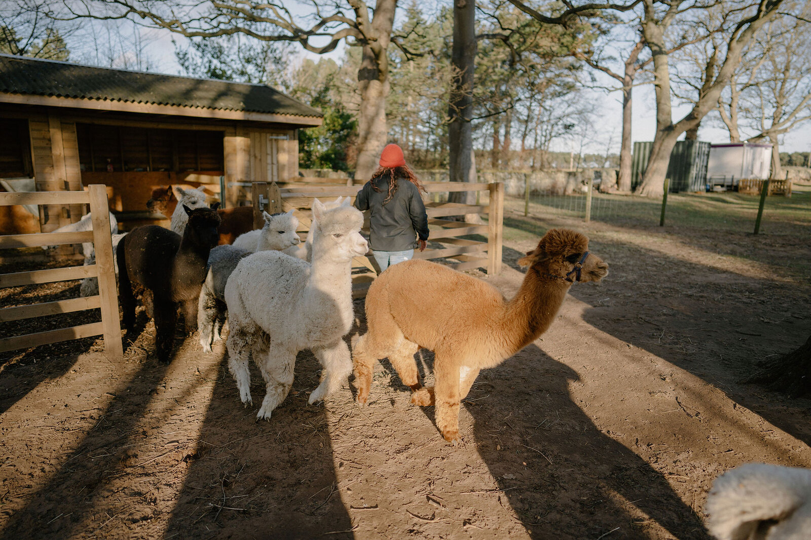 A group of alpacas gathers near a wooden shelter in a grassy paddock.