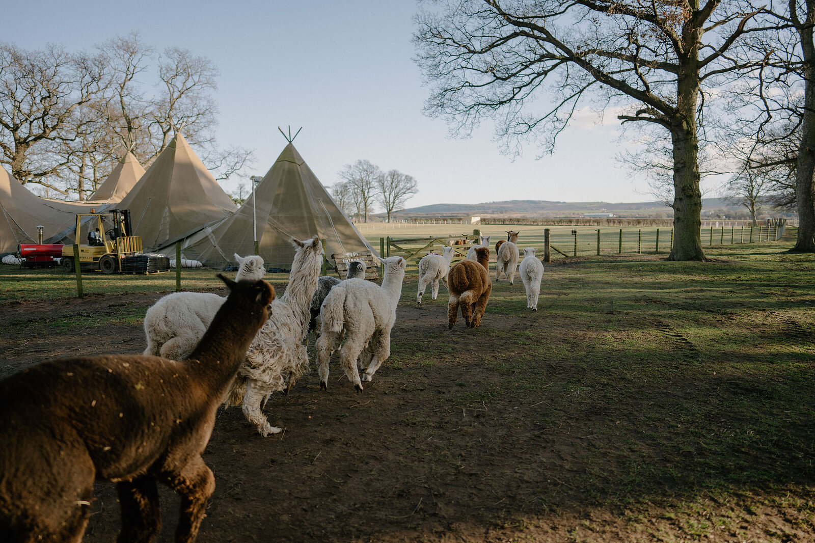 Alpacas gather near canvas tipis pitched in a grassy field.