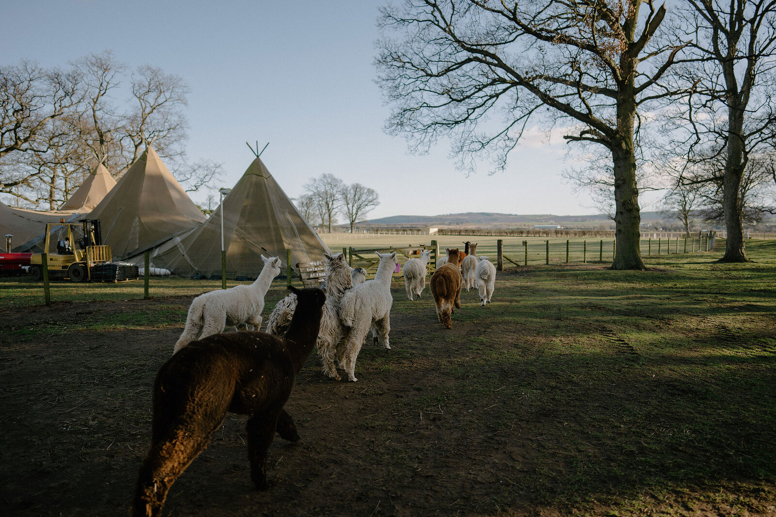 Alpacas gather near canvas tipis pitched in a grassy field.