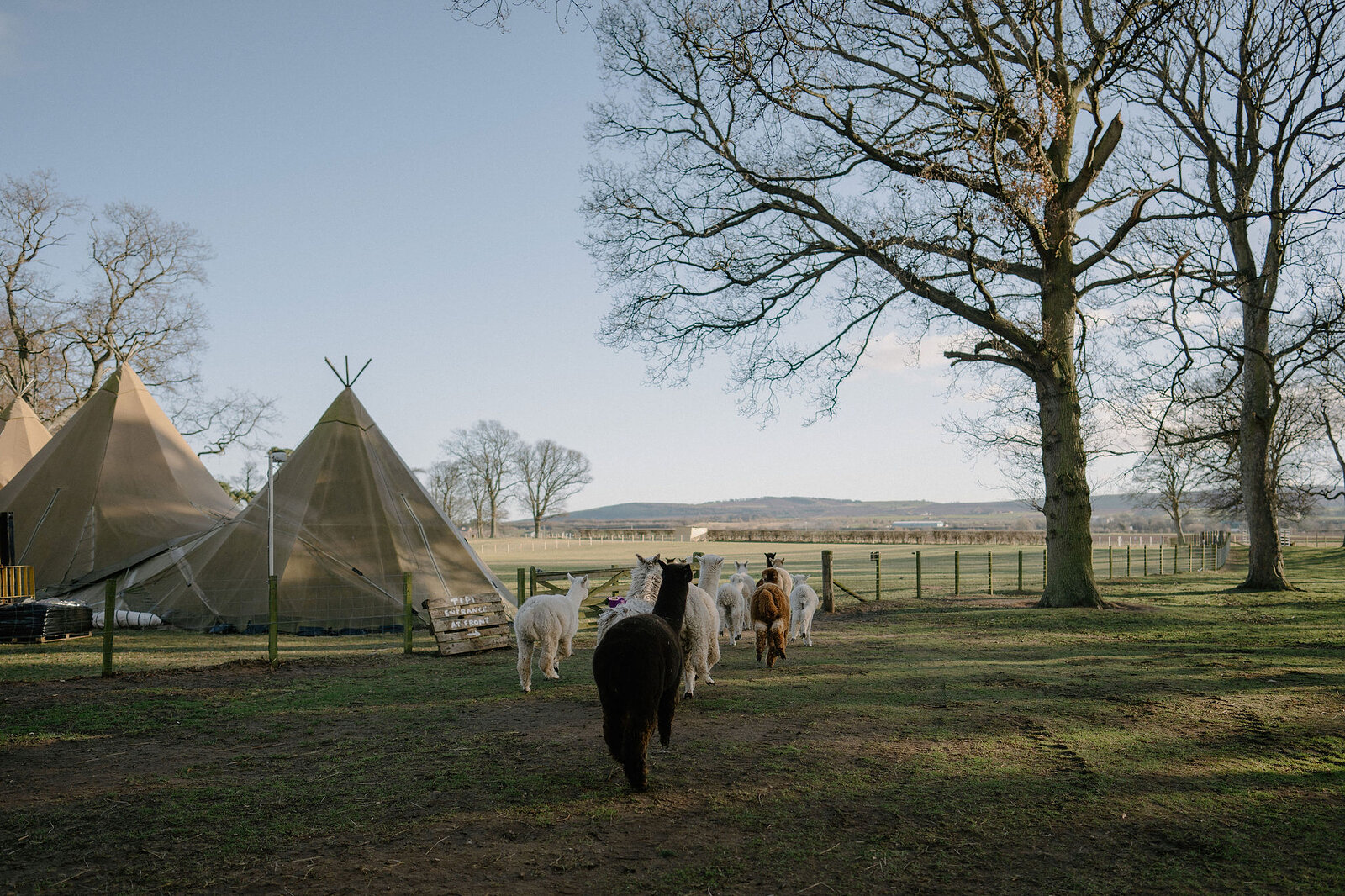 Alpacas gather near canvas tipis pitched in a grassy field beneath bare trees.