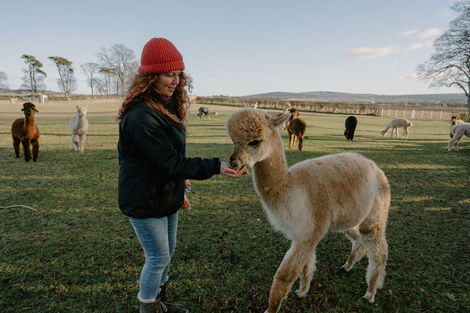 A woman in a red hat feeds an alpaca by hand as others graze around her.