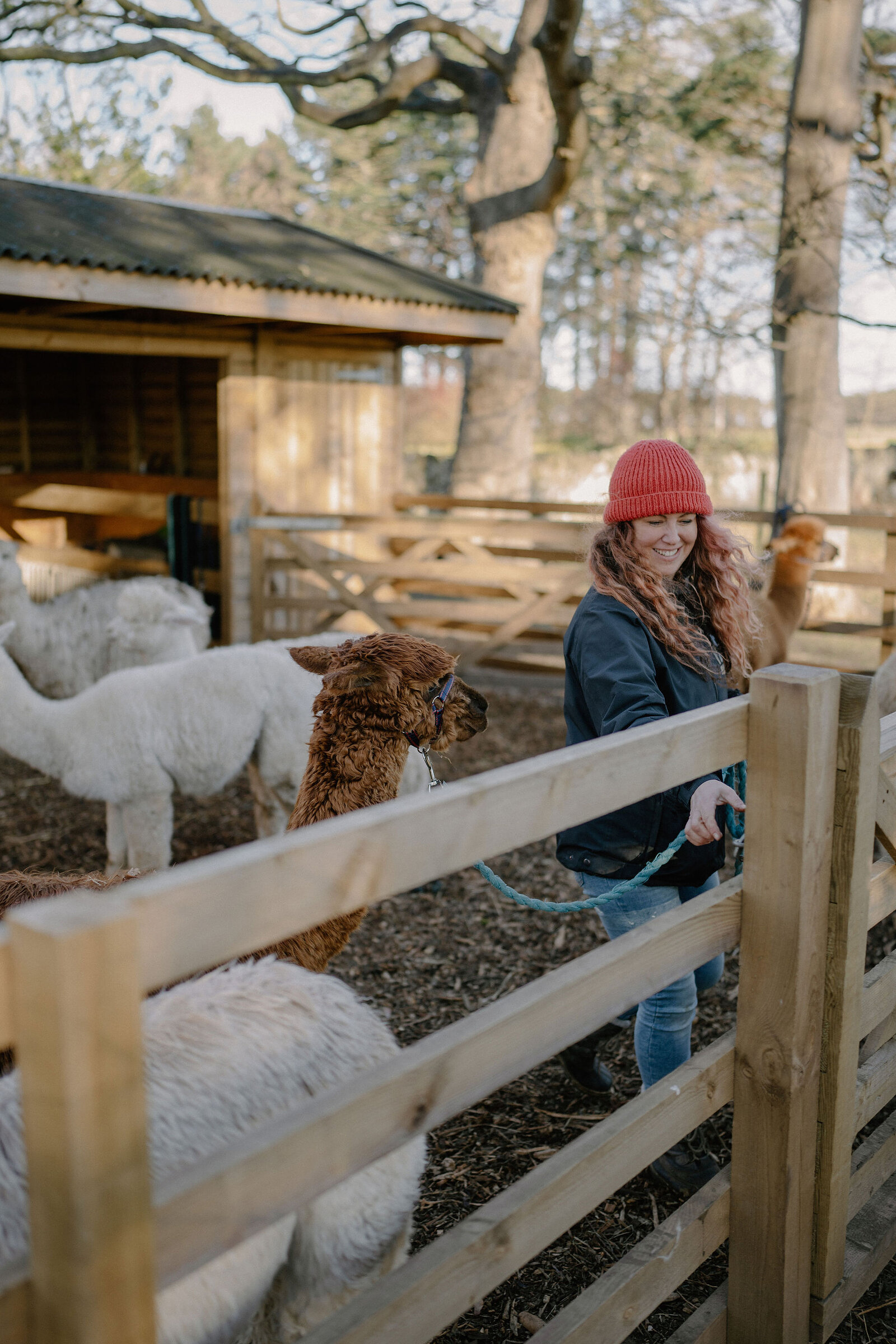 A woman in a red hat leads an alpaca on a lead past a wooden field shelter.