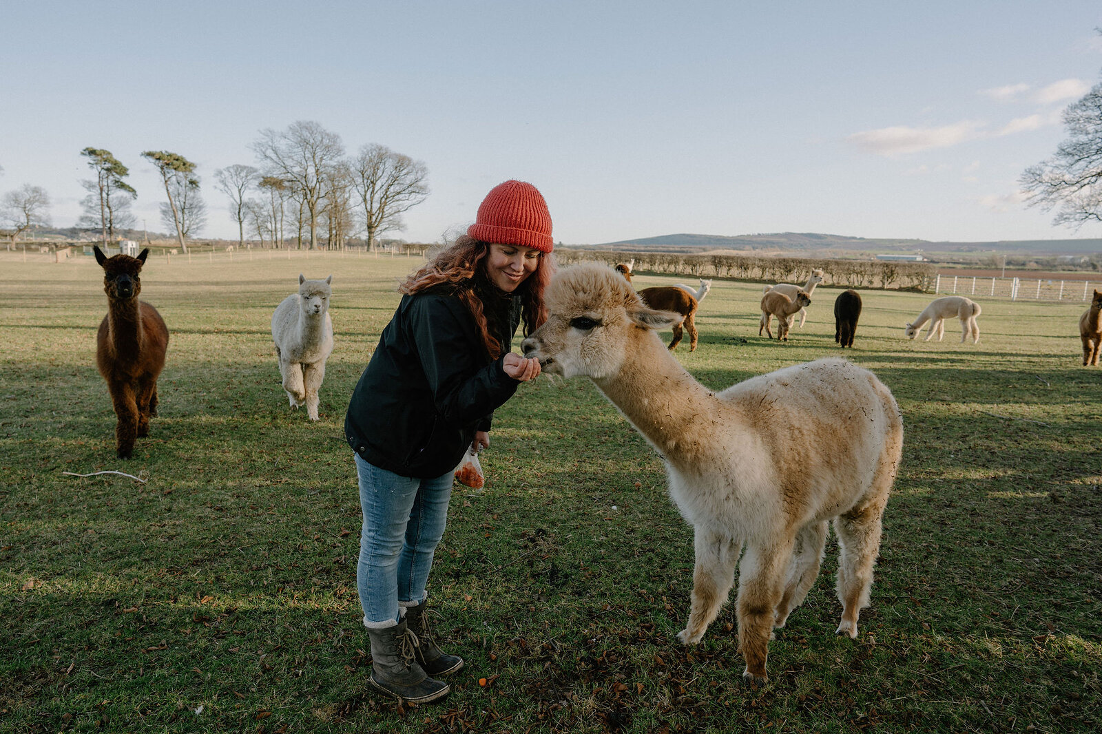 A woman in a red hat feeds an alpaca as a herd grazes across the field behind her.