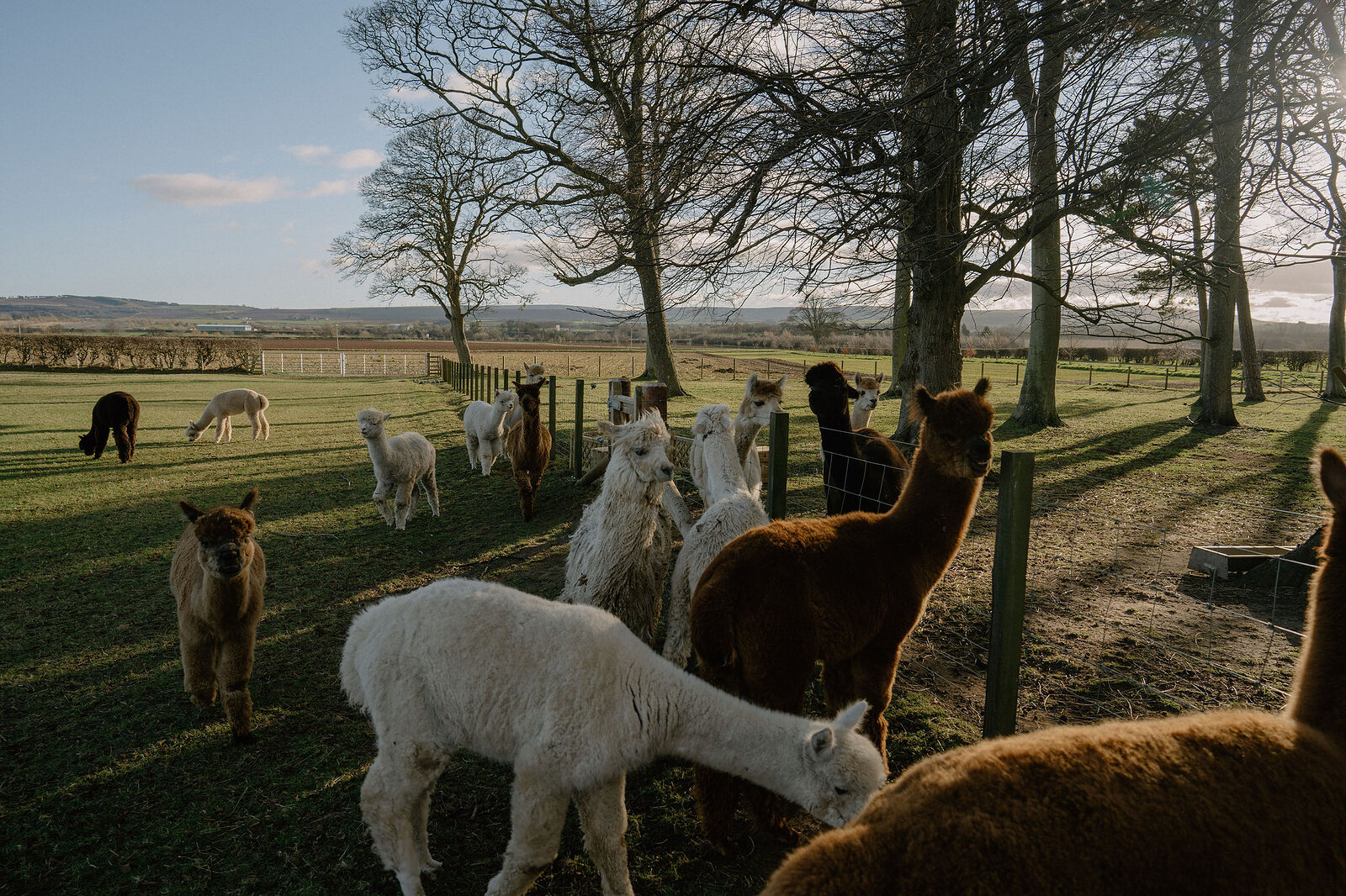 Alpacas graze in scattered groups across an open field.