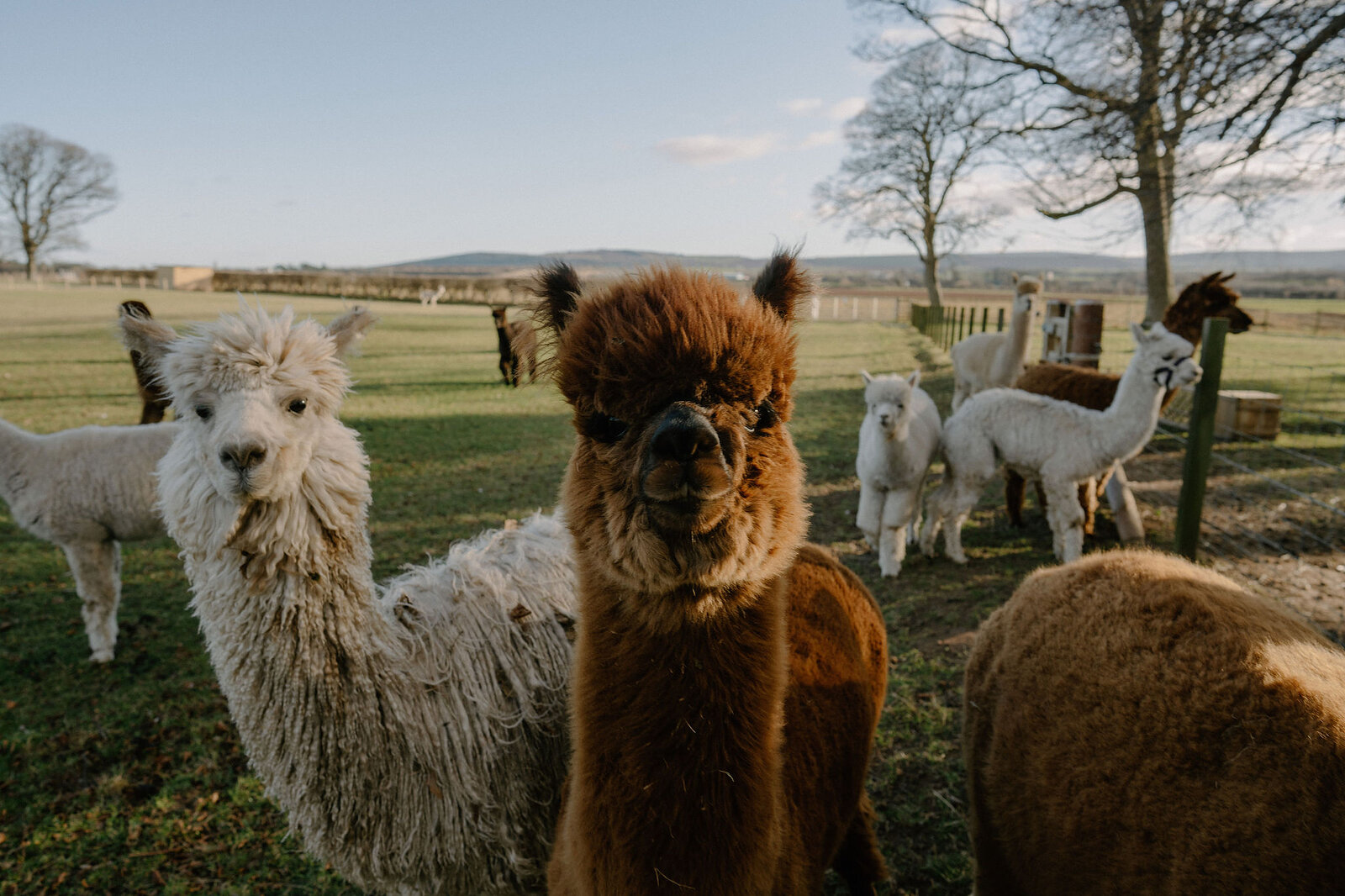 A cluster of alpacas looks toward the camera across an open field.