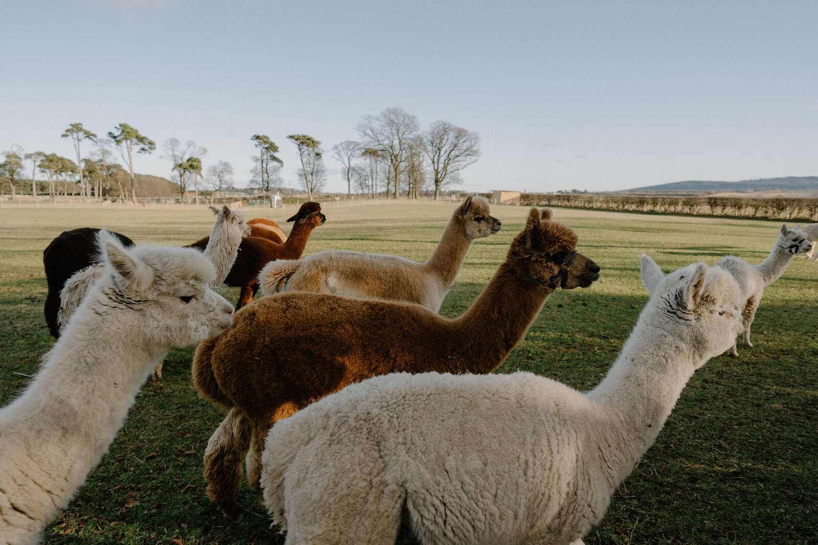 A herd of alpacas presses close together in an open field.