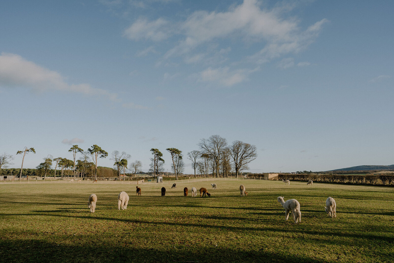 Alpacas graze scattered across a wide grassy field beneath a pale sky.
