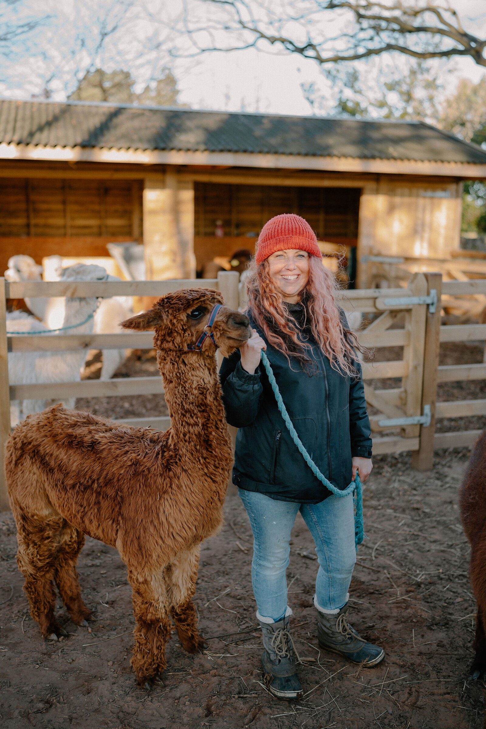 A woman in a red hat holds an alpaca on a lead in front of a wooden field shelter.