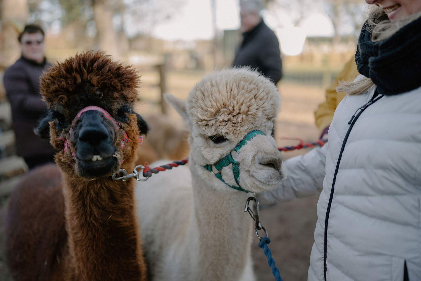 Two people hold a pair of alpacas on leads in a farmyard.