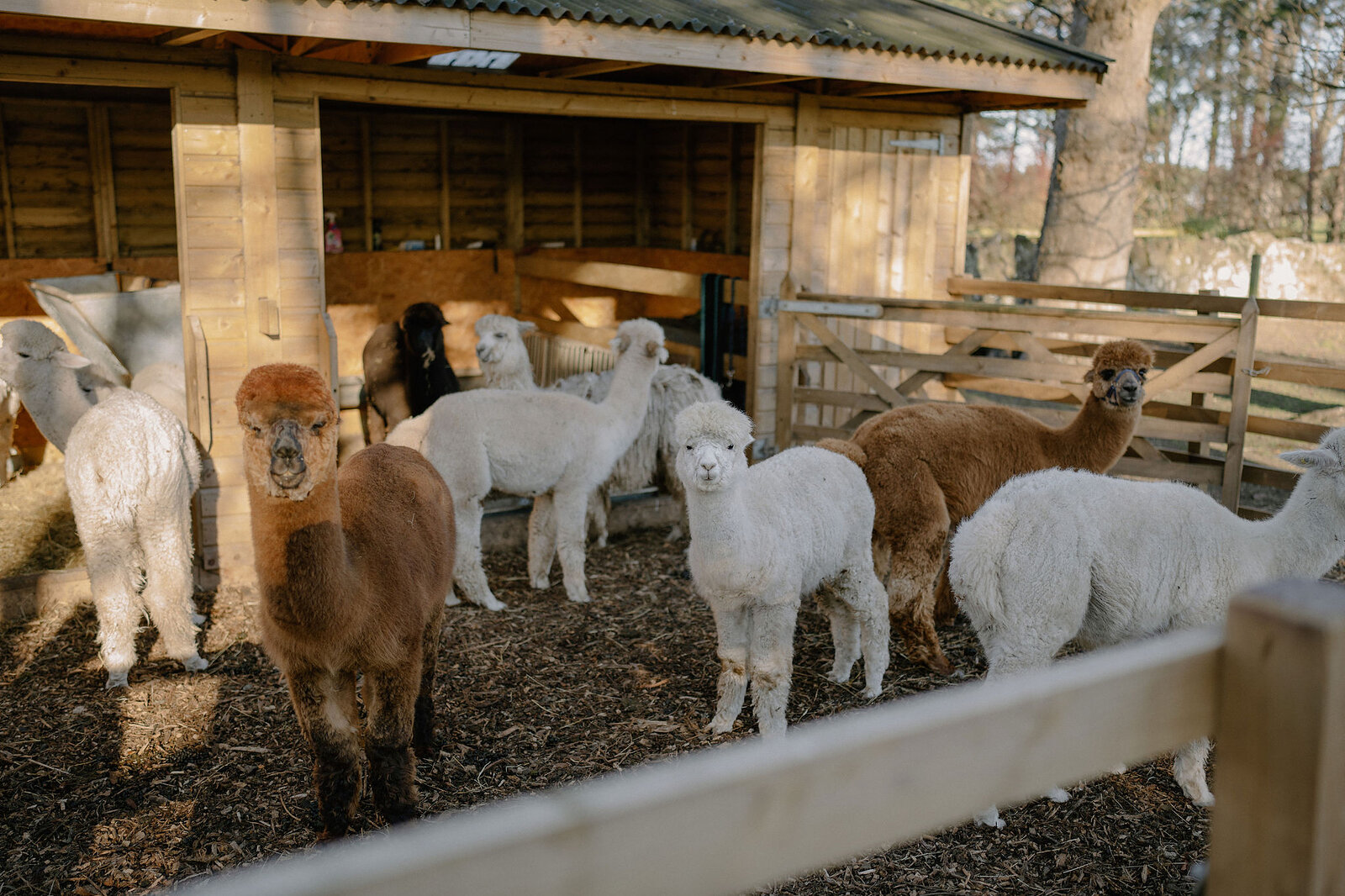 Alpacas cluster beneath a wooden field shelter.