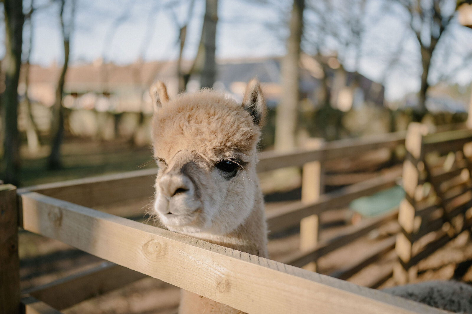An alpaca rests its chin on a wooden fence rail.