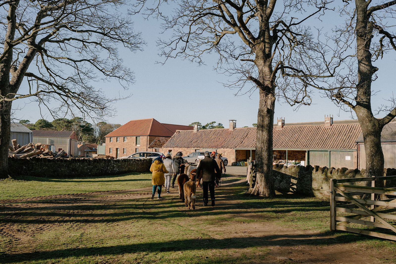Two people lead alpacas along a farm track toward a pantiled stone building.