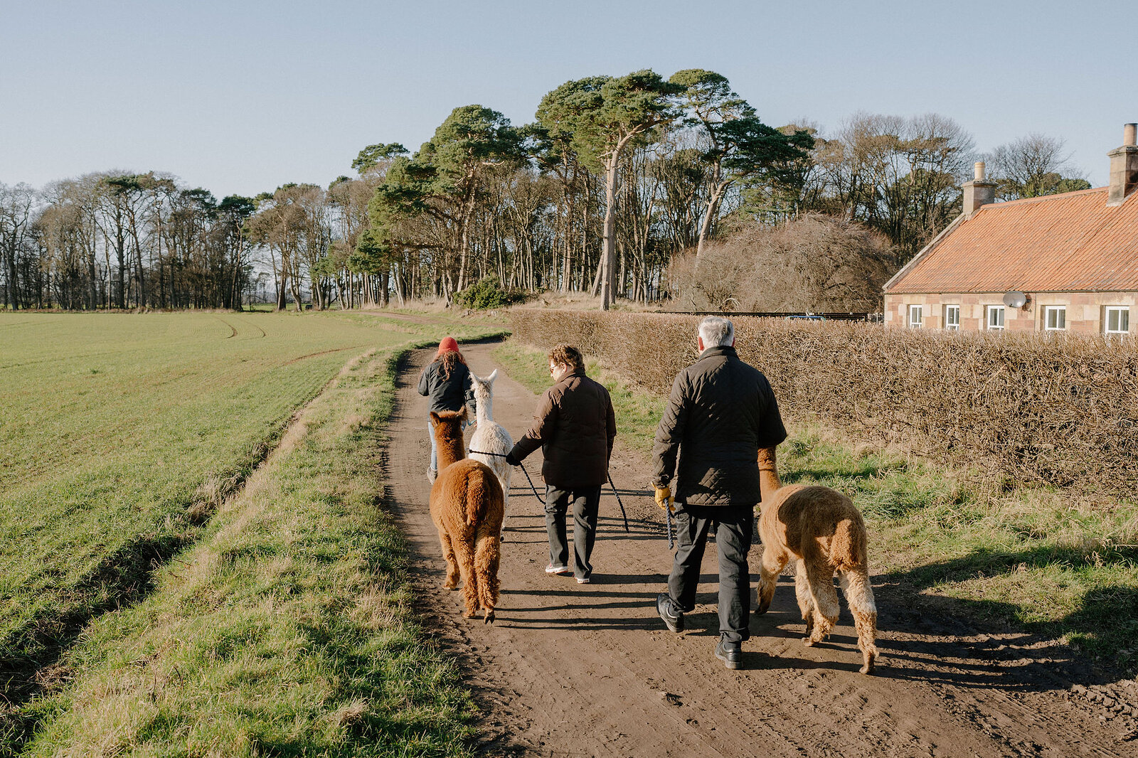 Three people lead alpacas past a hedge-lined farm track beside a pantiled house.