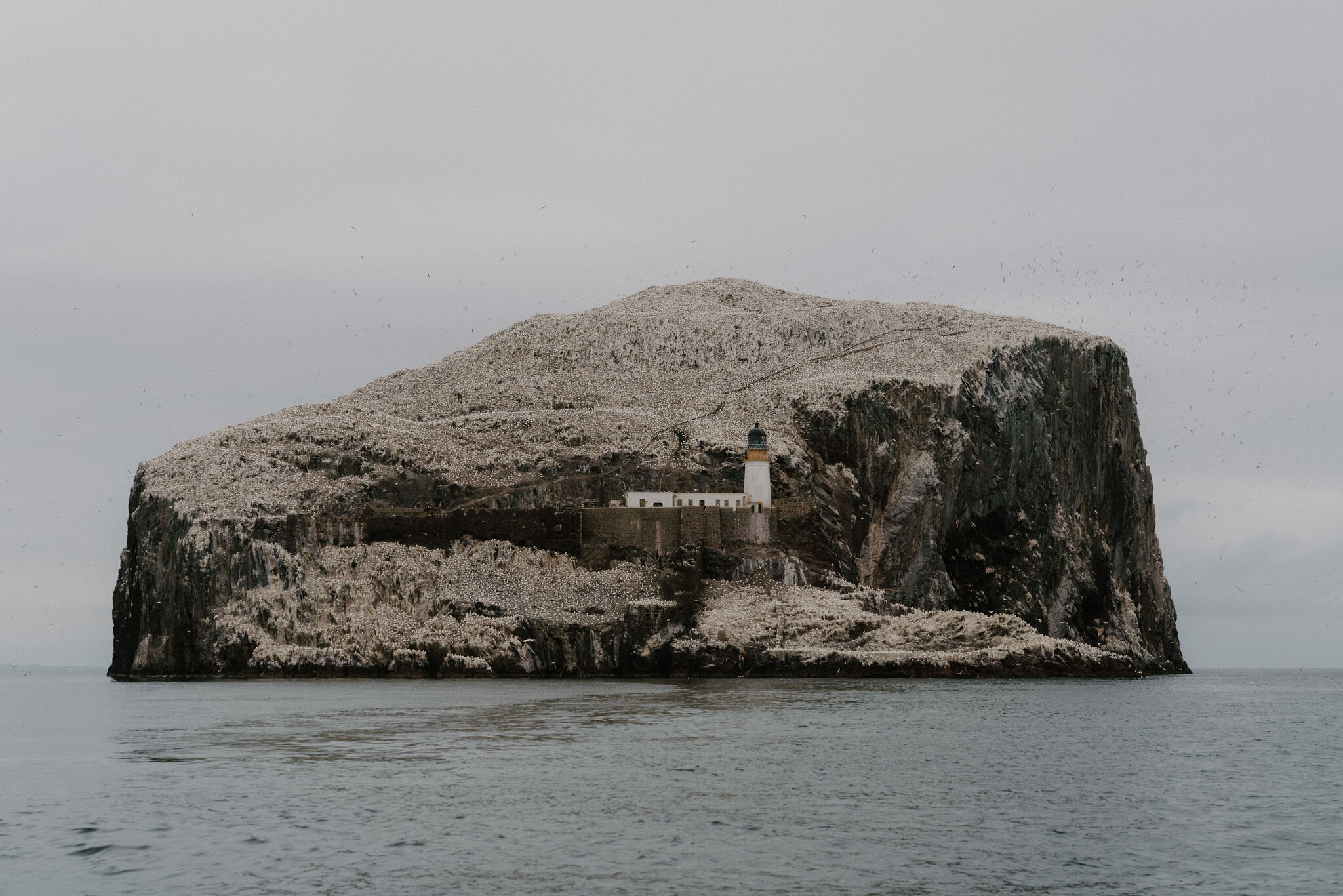 The Bass Rock by boat and lunch at the Rocketeer