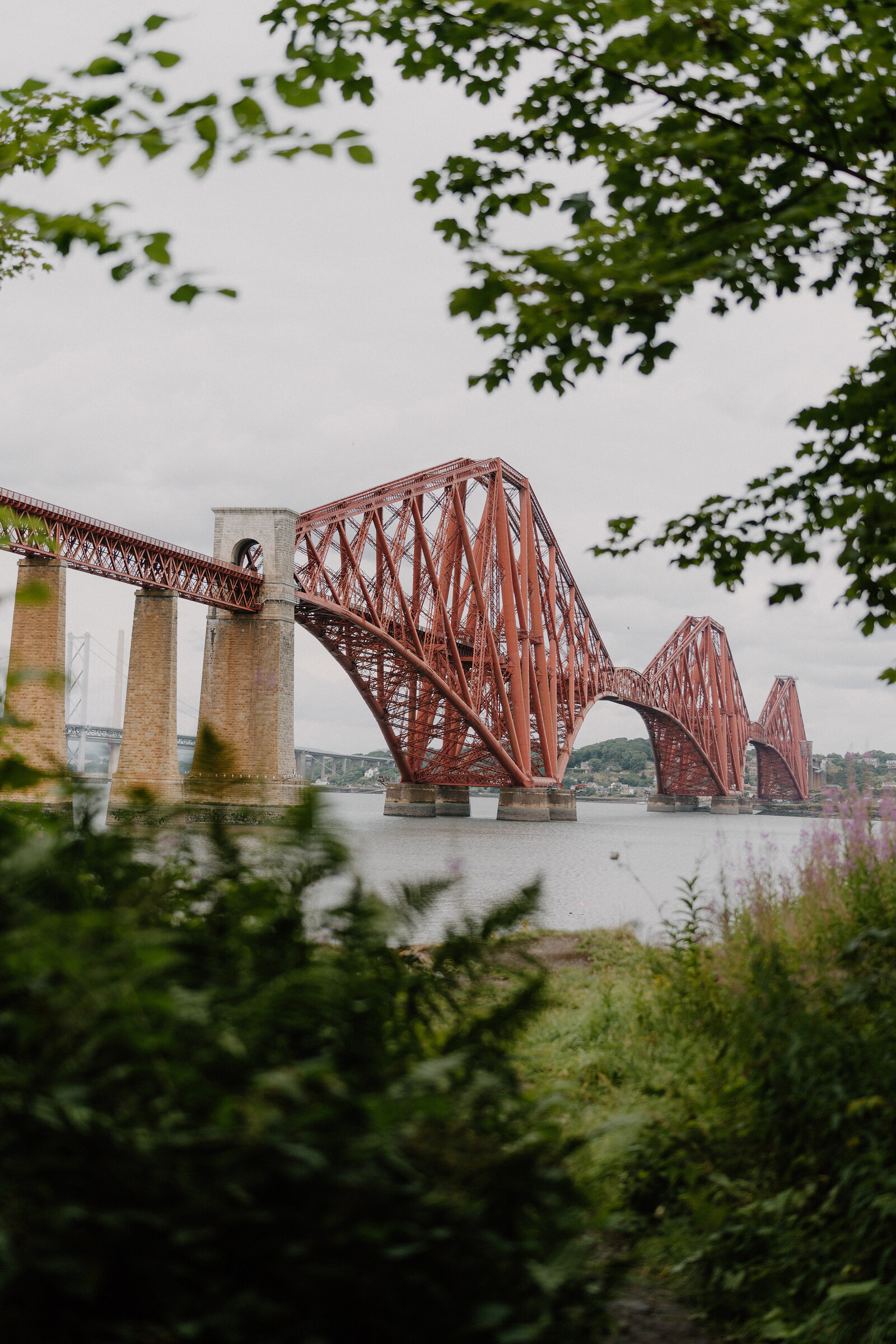 The Forth Bridge's red cantilevered spans framed by overhanging tree branches
