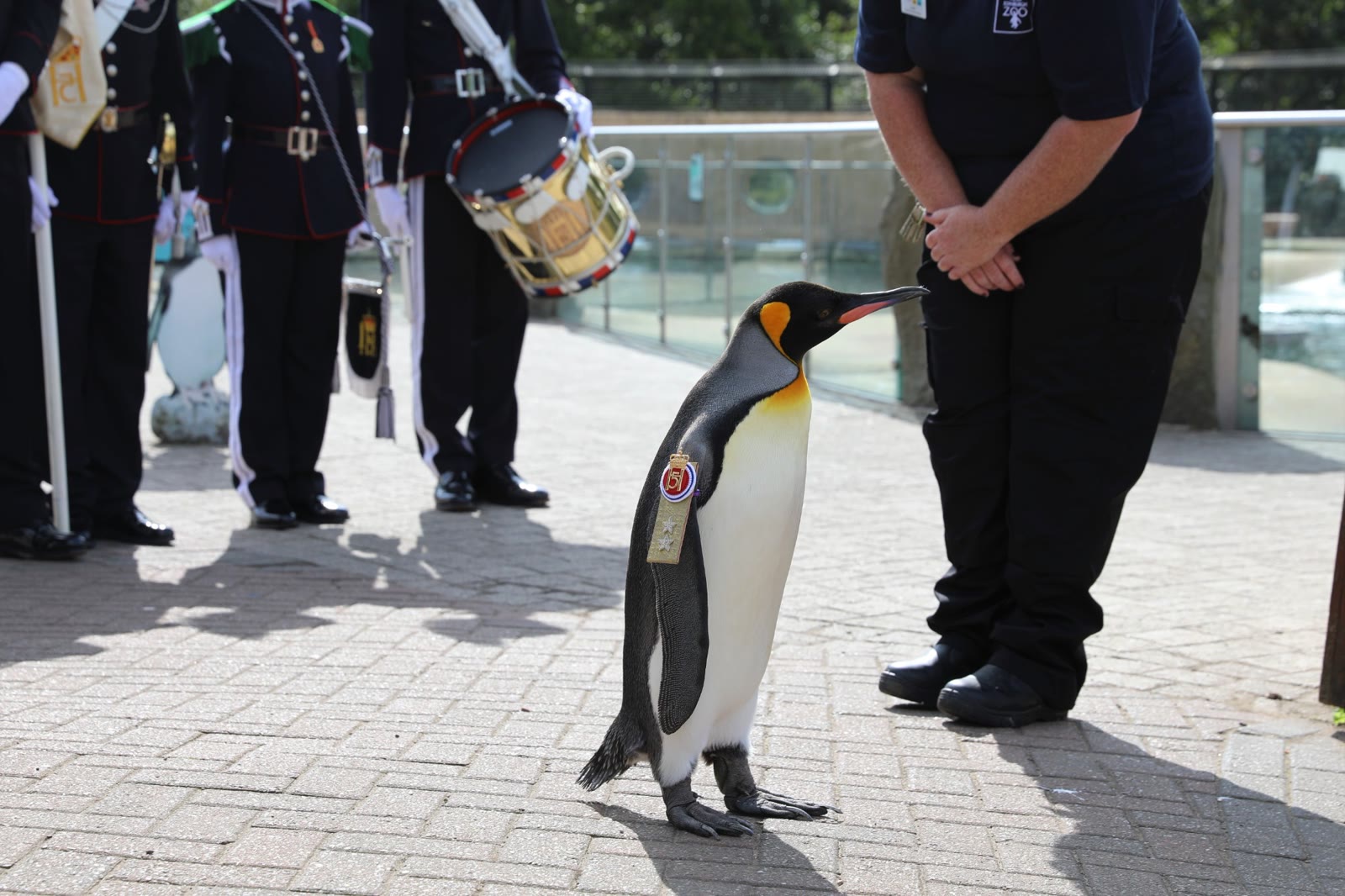 Sir Nils Olav, the king penguin, with his Norwegian King's Guard insignia on his flipper, stands before guardsmen and a drummer at Edinburgh Zoo while a keeper looks on.