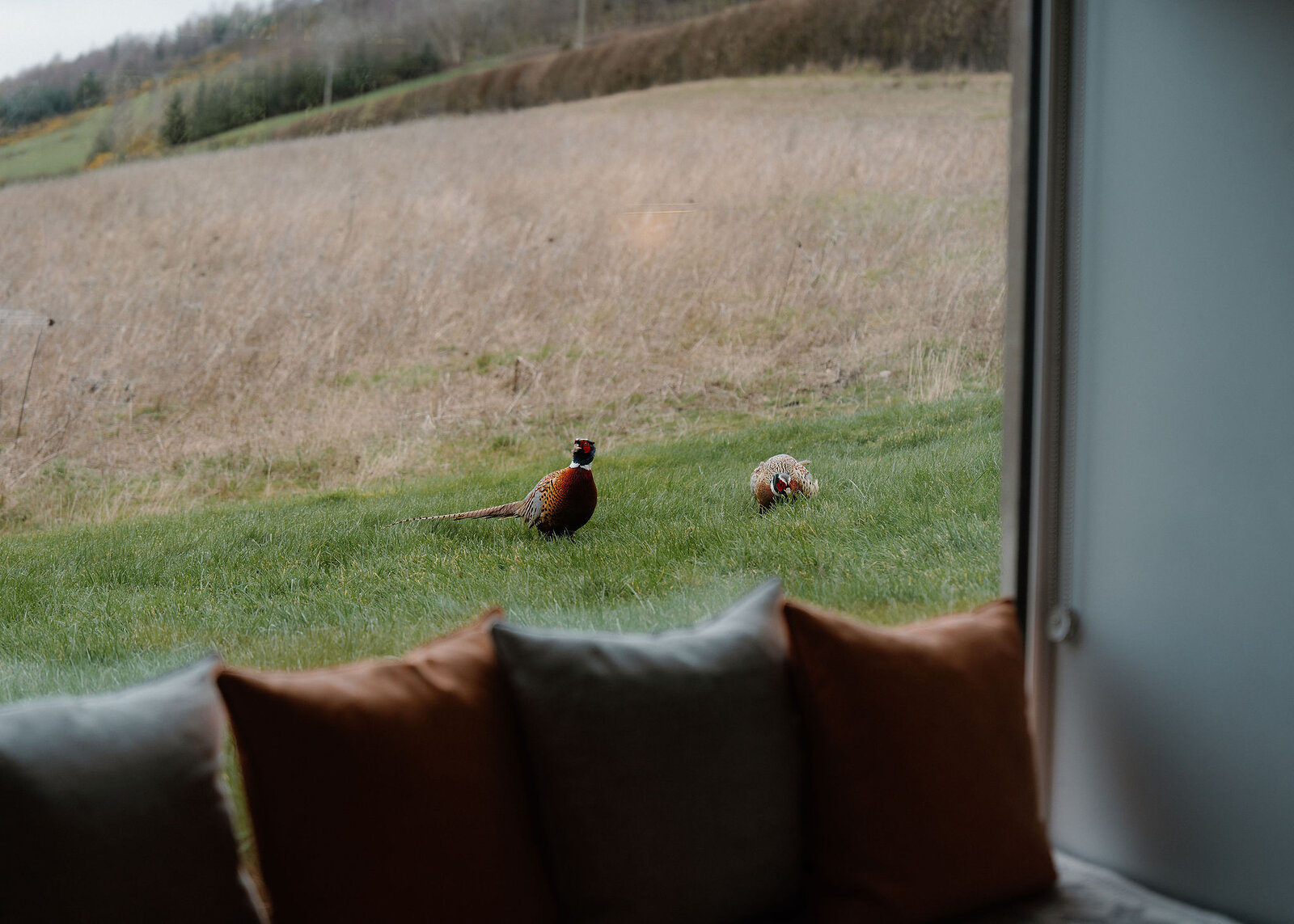 Two pheasants on the lawn below a rough meadow, one standing tall and one feeding, seen across a row of four cushions.