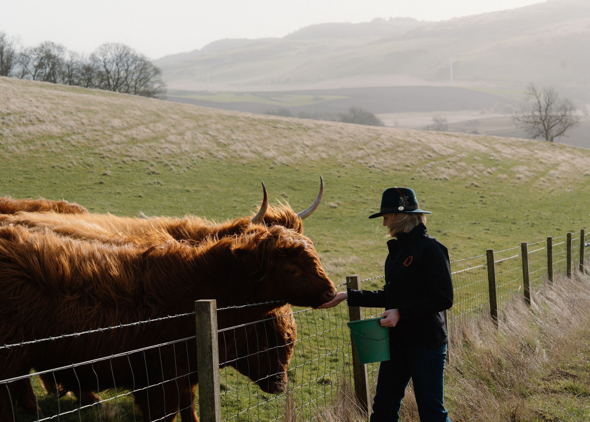 A woman holding a green bucket feeds a Highland cow from her hand, fence posts running down towards a hazy valley.