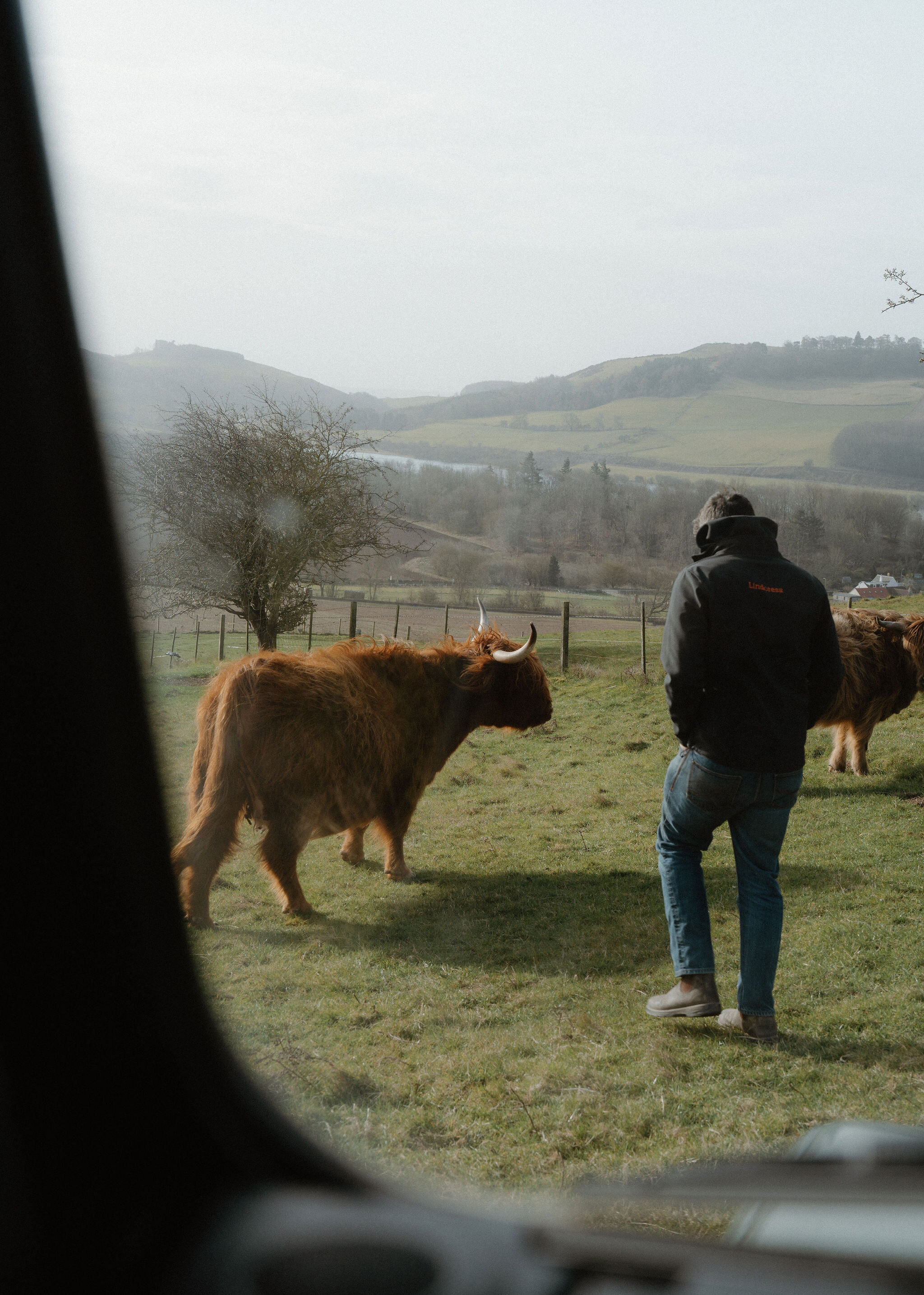 Through the Land Rover window, a man in a Lindores jacket walks beside a red Highland cow, the River Tay and wooded hills beyond.