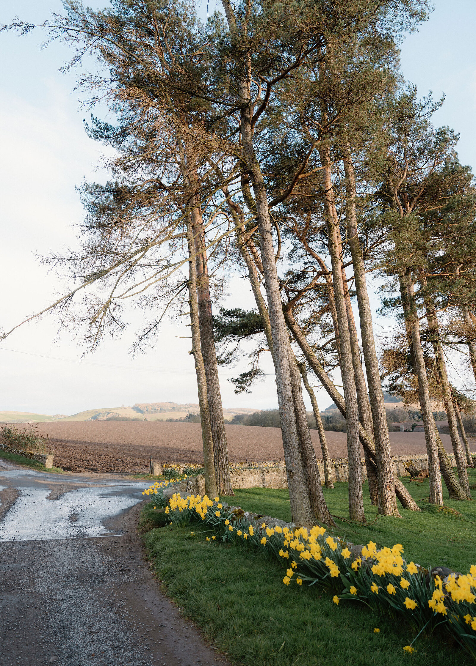 Tall Scots pines lean over a grassy verge where daffodils line a stone dyke, with a ploughed field and low hills beyond.