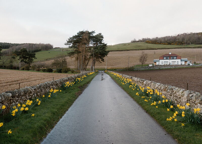 A wide landscape view of daffodils lining both verges of a straight lane between stone dykes, leading to pines and a white house.