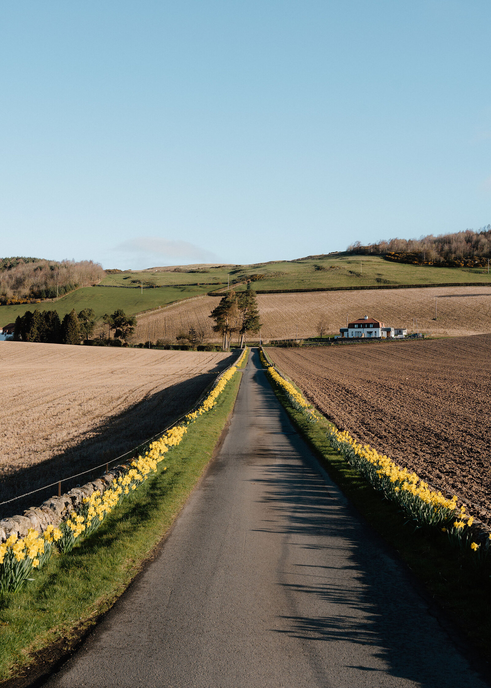 A country lane bordered by daffodils runs between ploughed and stubbled fields toward a distant house.