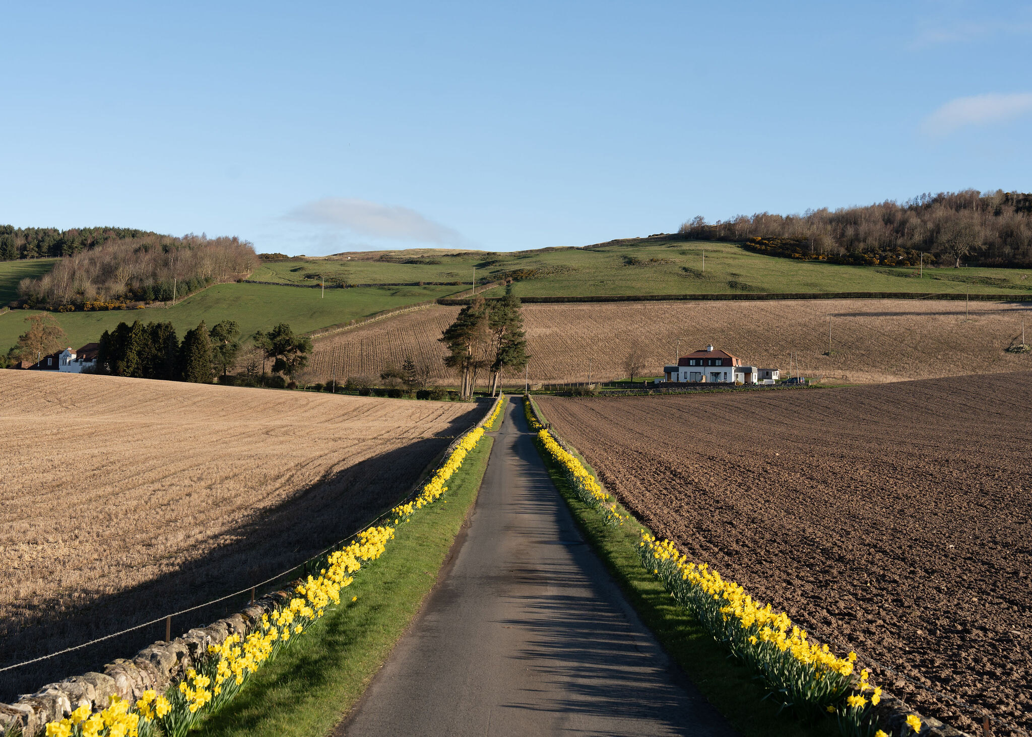 A single-track lane lined with bright daffodils runs between a stubble field and a ploughed field towards pines and a white house.